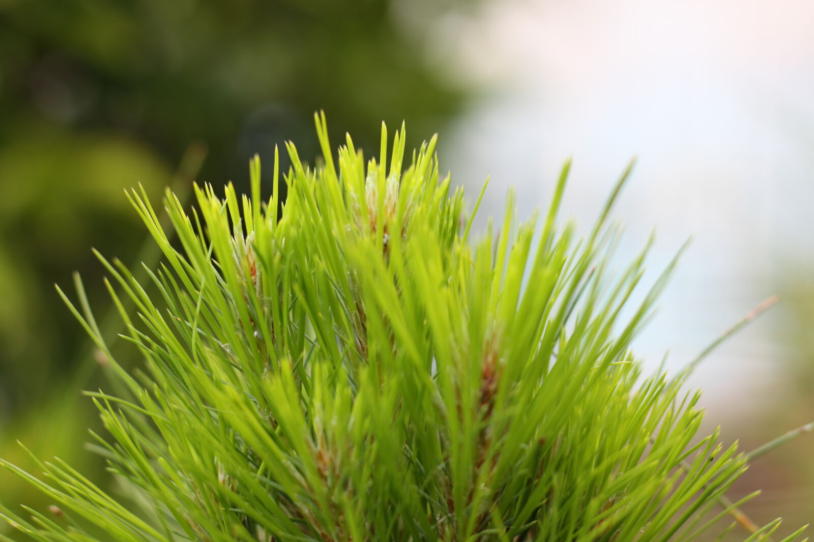Canon EOS 50D + Canon EF 50mm F1.8 STM sample photo. Longleaf, pine photography