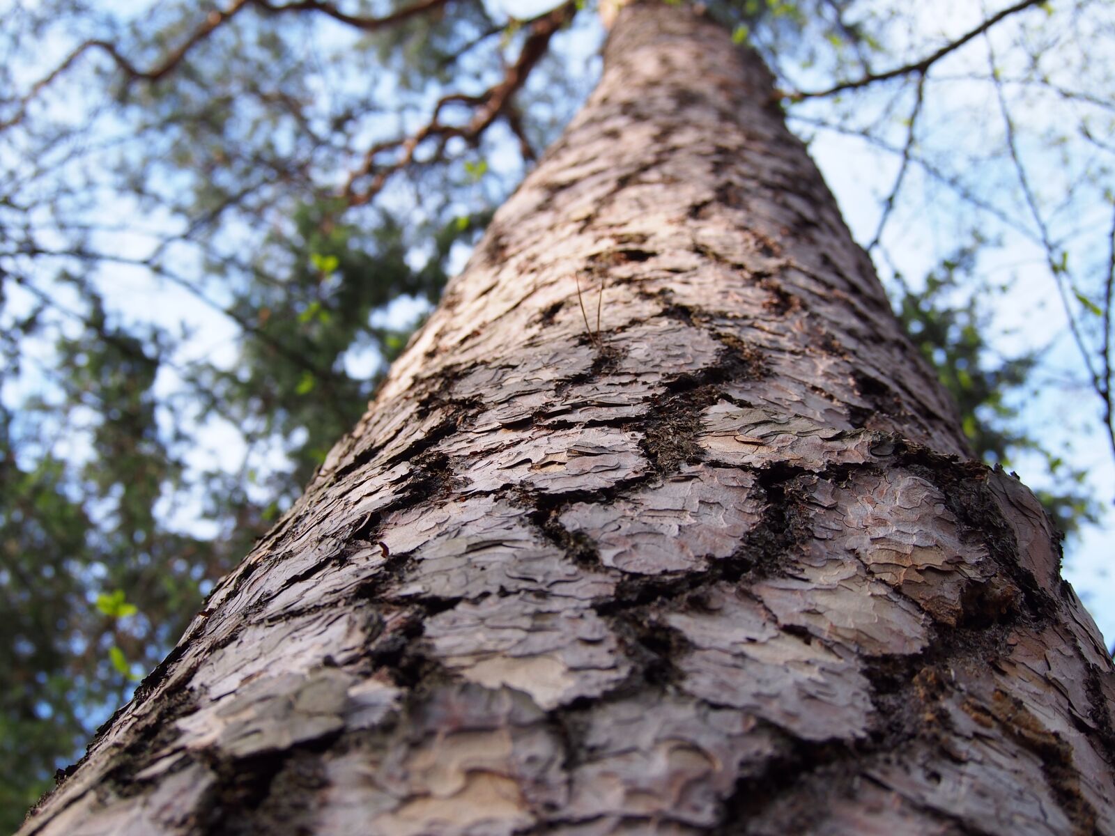 Olympus PEN E-PL6 + Olympus M.Zuiko Digital ED 40-150mm F4-5.6 R sample photo. Tree, the bark, forest photography