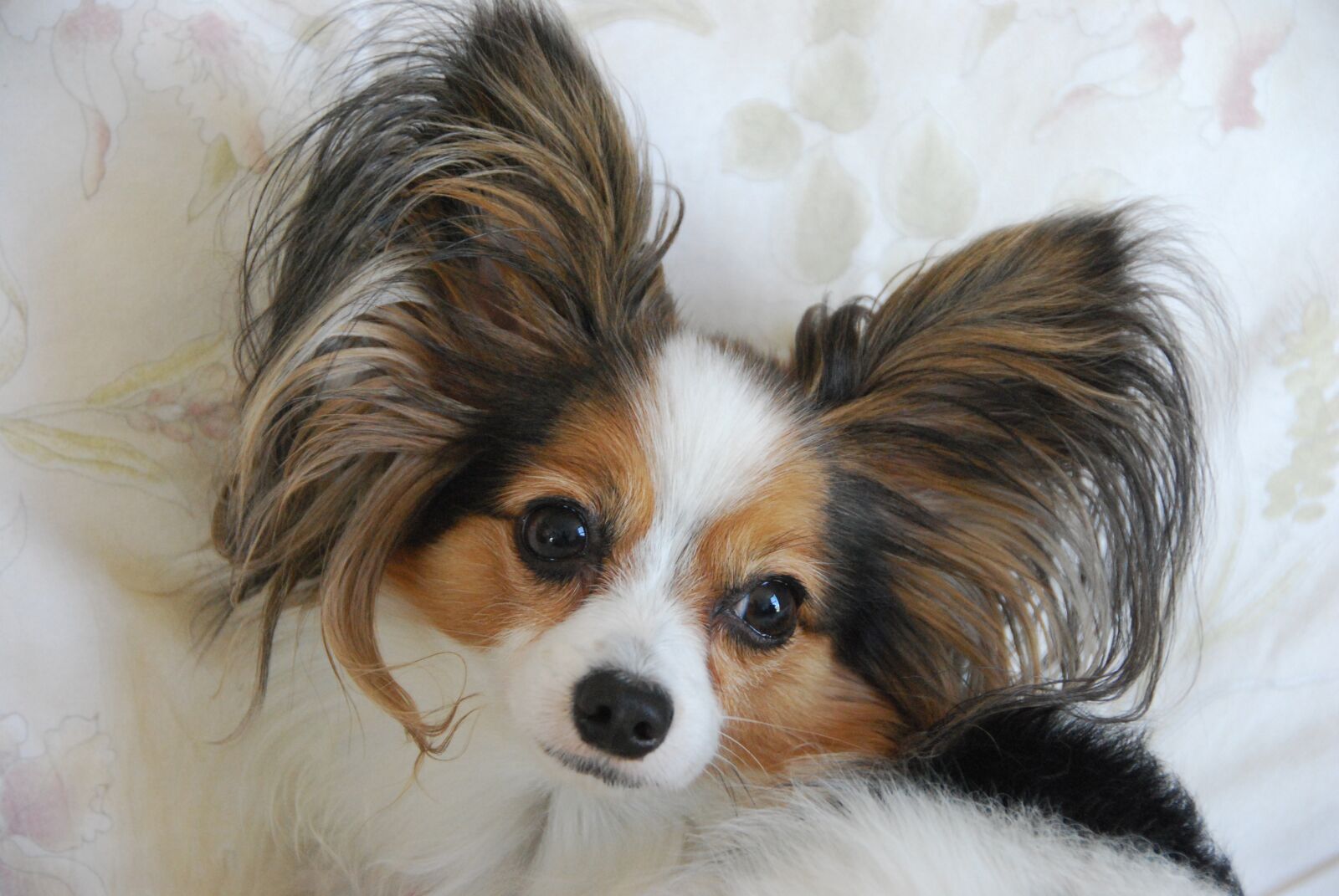 Nikon D60 sample photo. Adult, dog, breed is photography