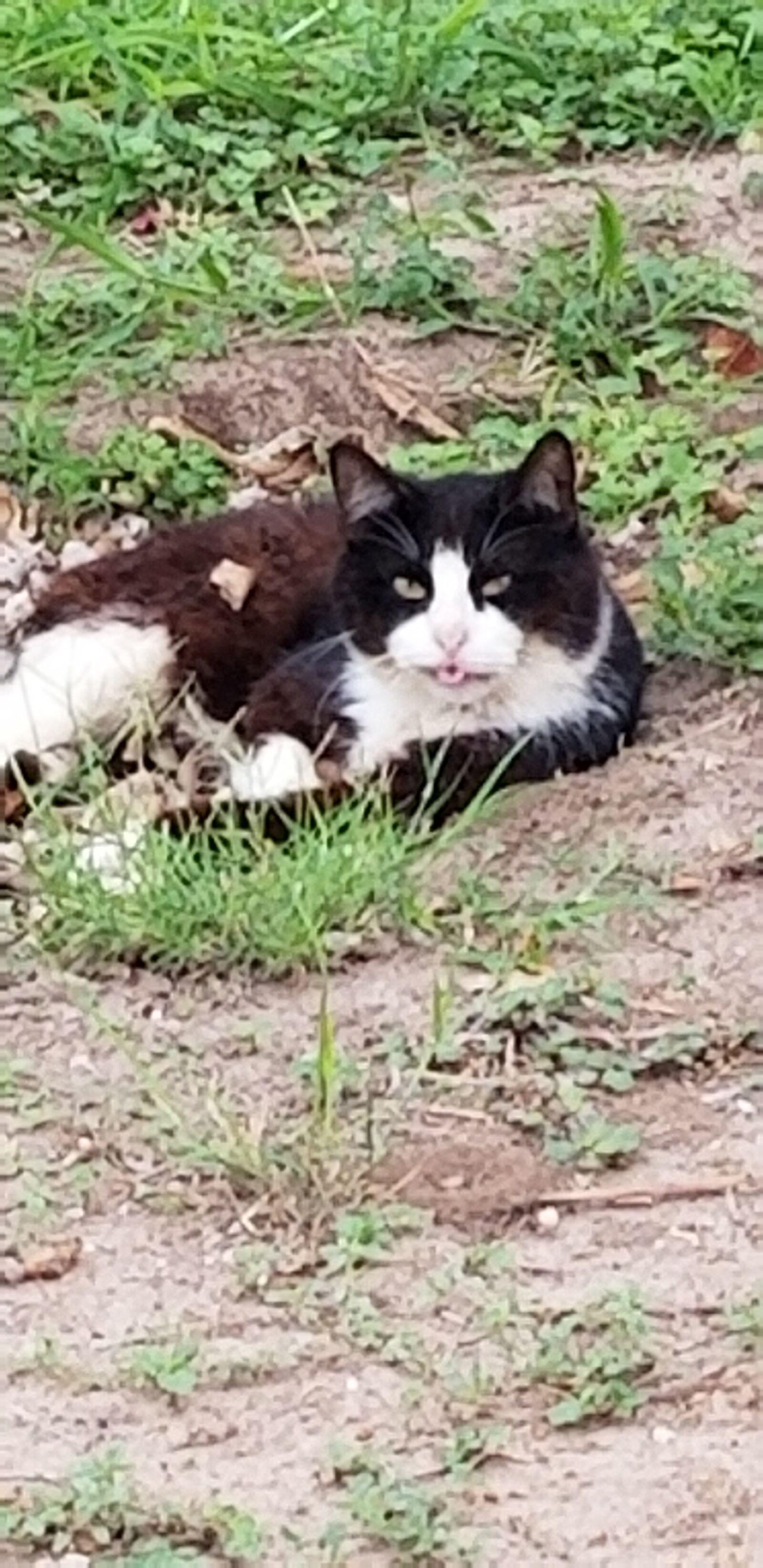 Samsung Galaxy S8 sample photo. Cat, kitten, napping kitten photography
