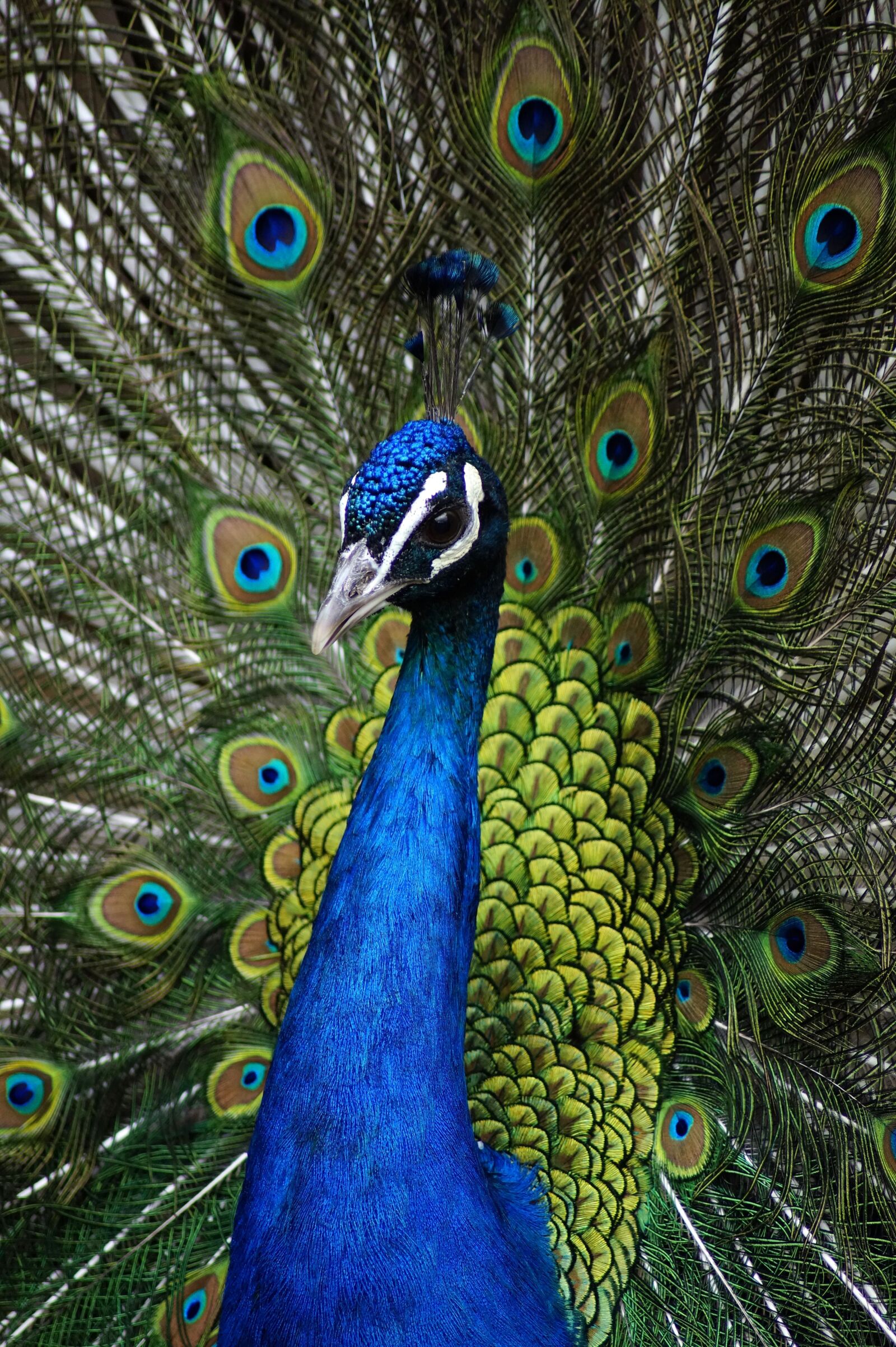 Sony SLT-A58 sample photo. Peacock feathers, peacock, bird photography
