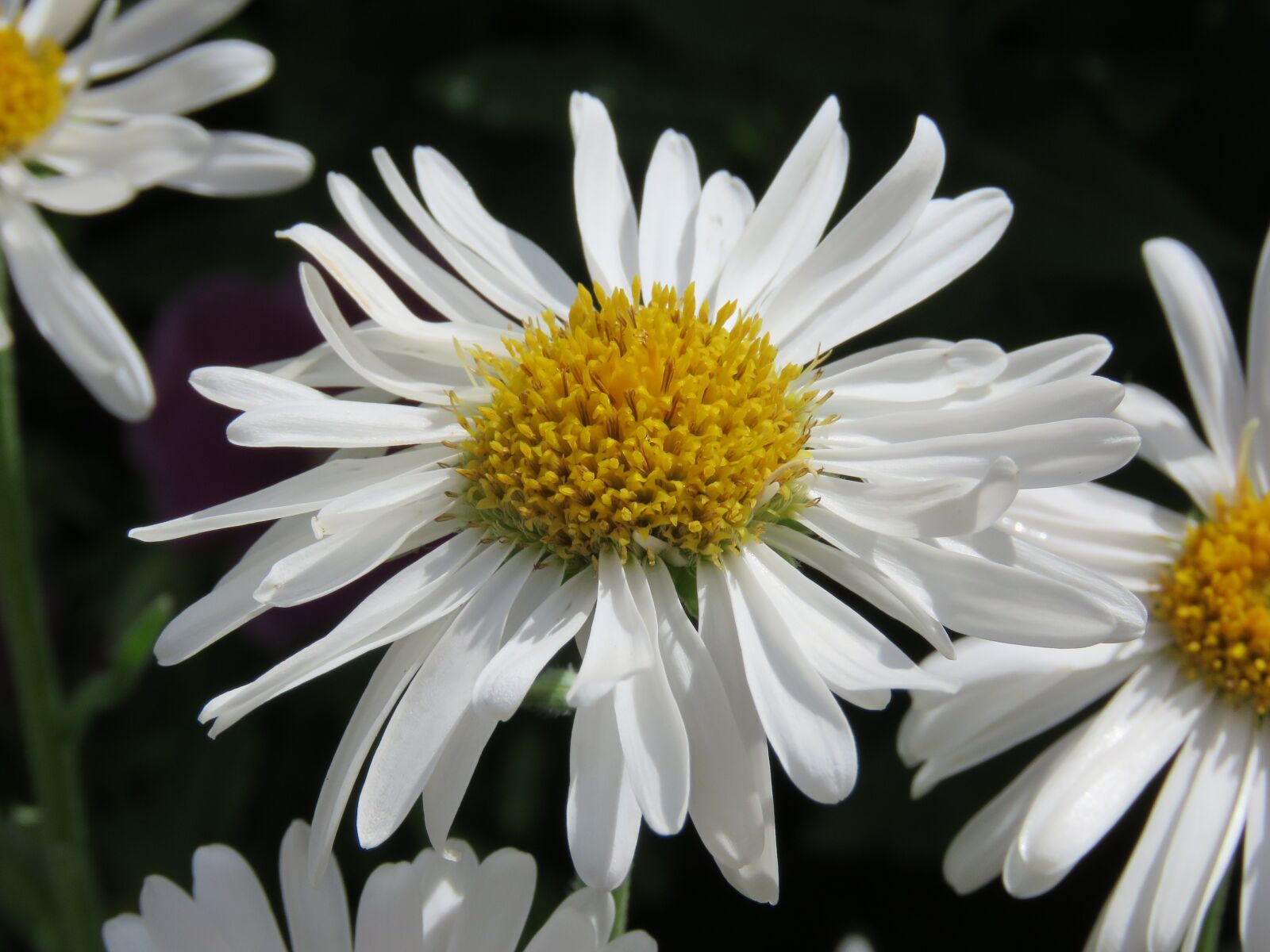 Canon PowerShot SX60 HS sample photo. Daisy, white, flower photography