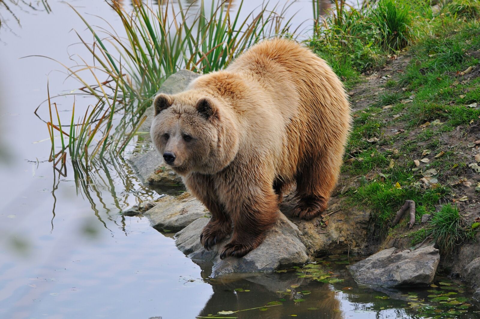 Nikon D300 sample photo. Wildlife park, poing, bear photography