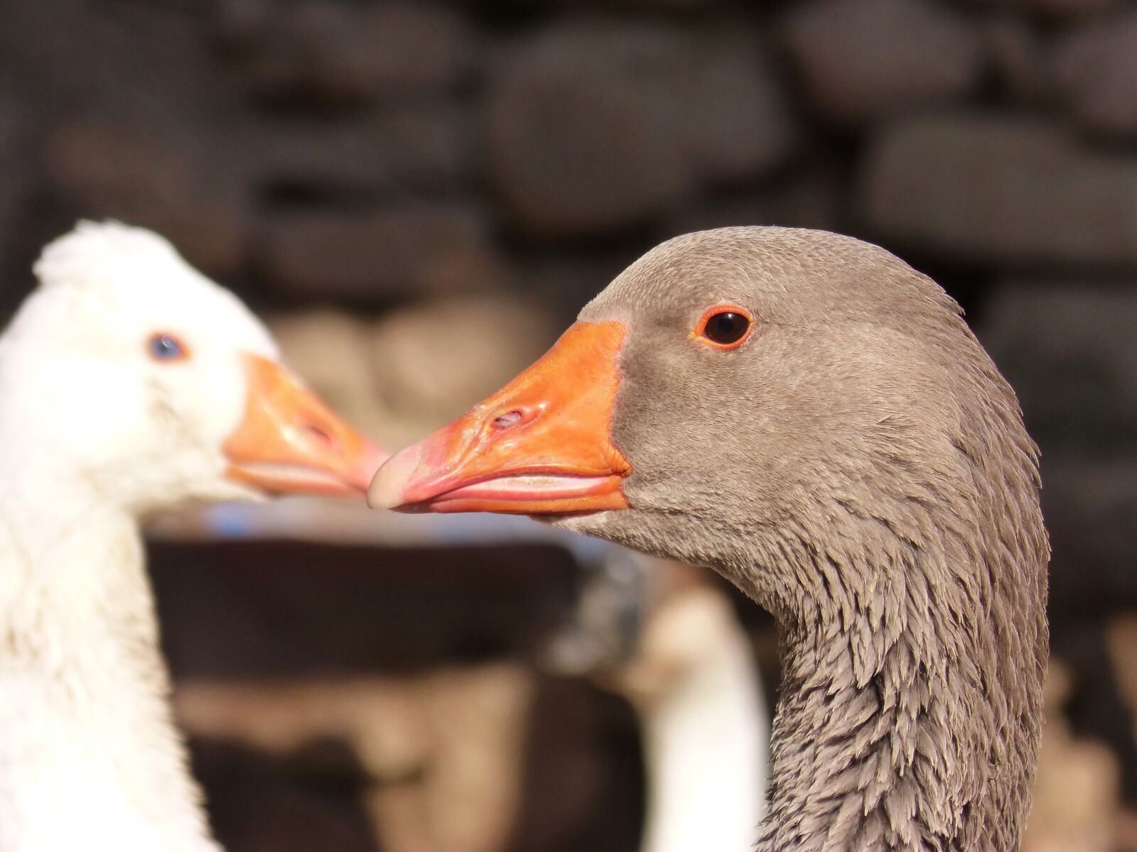 Panasonic DMC-FZ62 sample photo. Geese, ducks, poultry photography