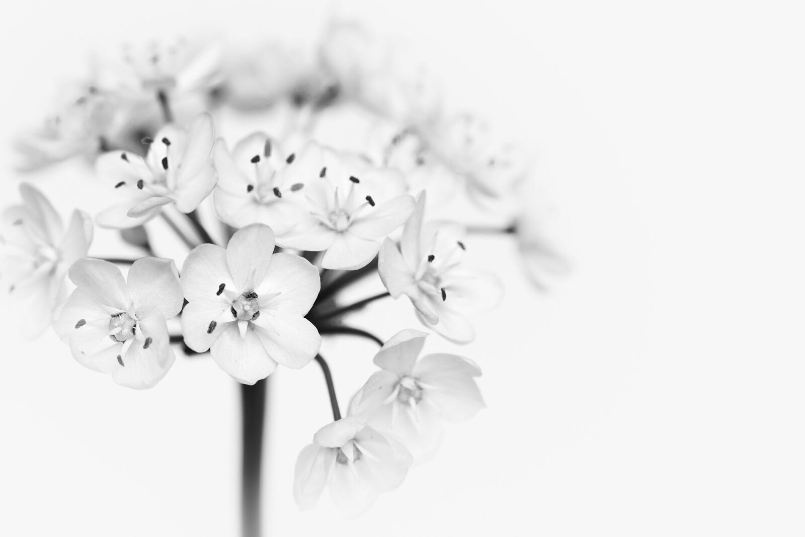 Nikon D750 sample photo. Flower, blossom, bloom photography
