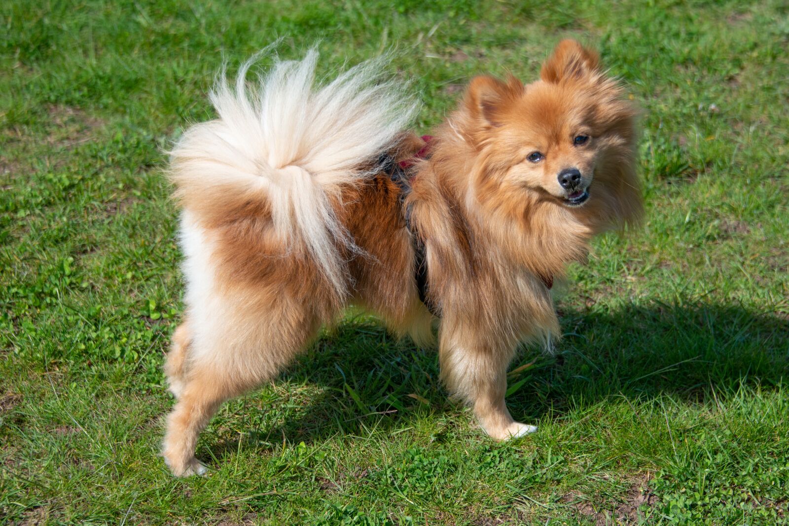 Nikon D800 sample photo. Pomeranian, dog, small photography