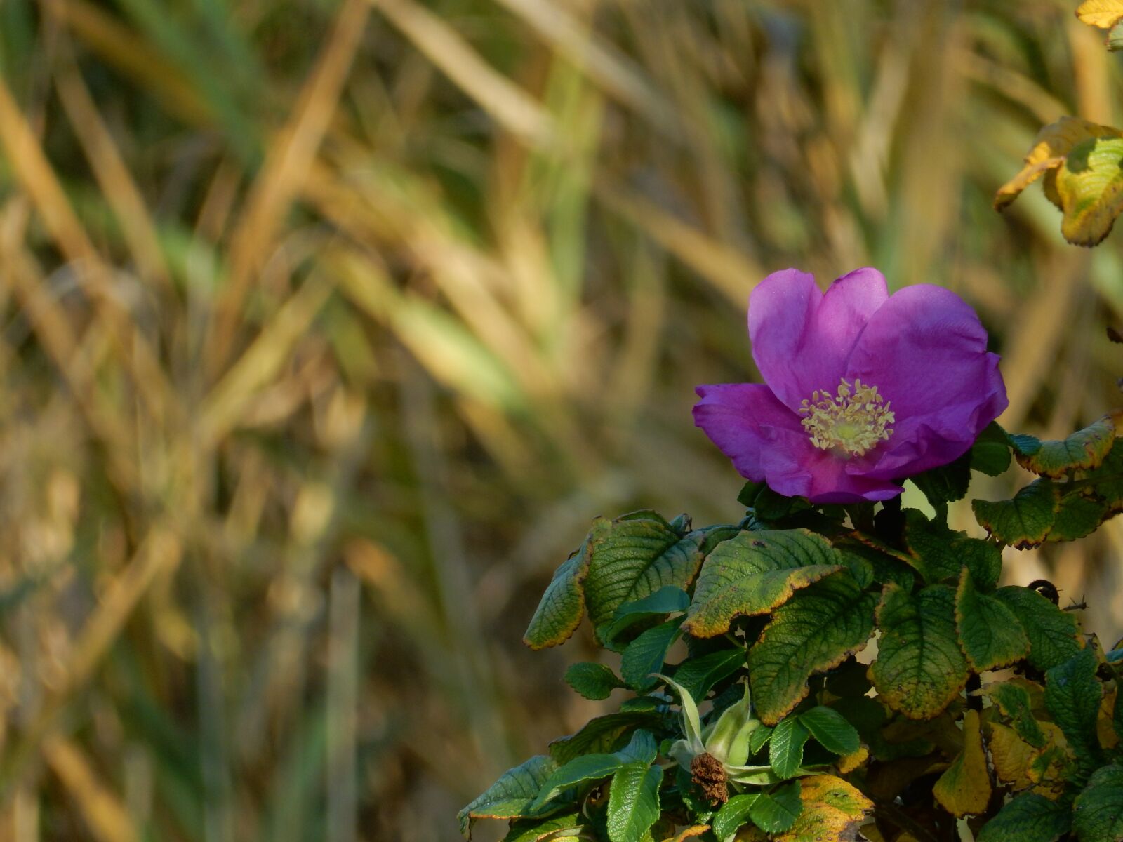 Nikon Coolpix S9900 sample photo. Potato rose, autumn, plant photography