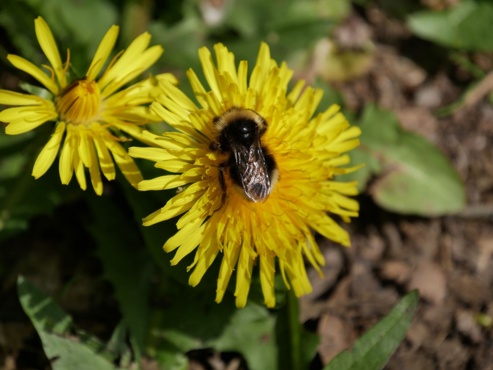 Panasonic Lumix DMC-GX85 (Lumix DMC-GX80 / Lumix DMC-GX7 Mark II) sample photo. Dandelion, bee, yellow photography