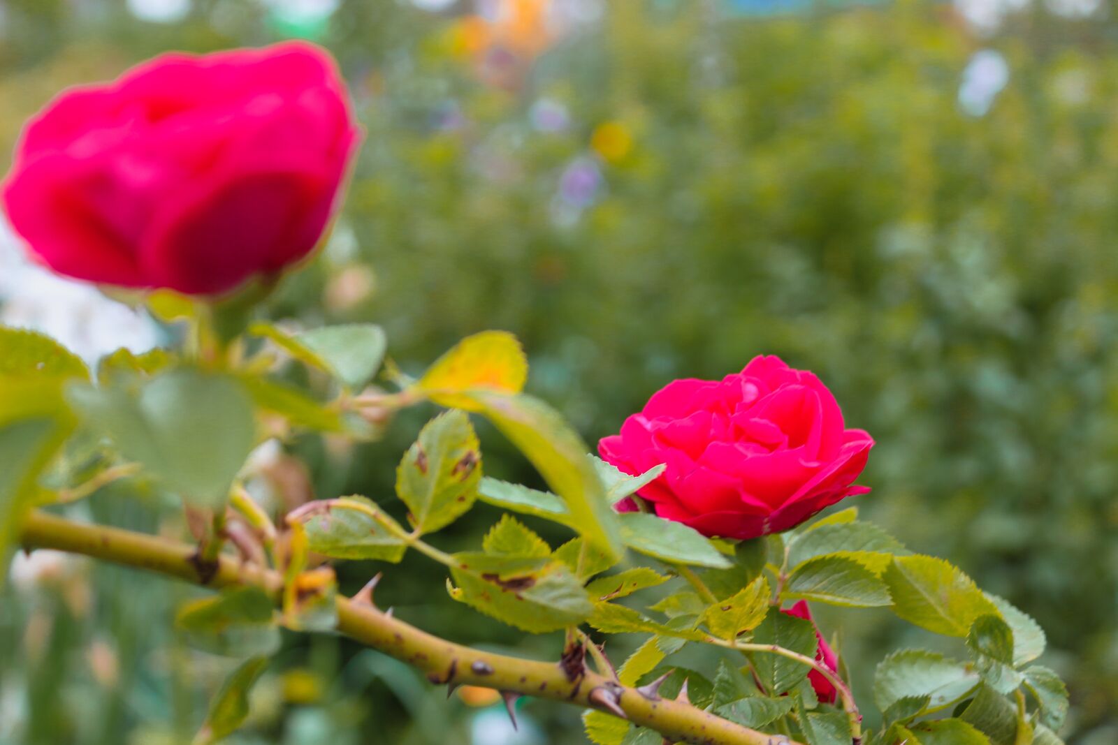 Canon EOS 100D (EOS Rebel SL1 / EOS Kiss X7) sample photo. Rose, flower, petals photography