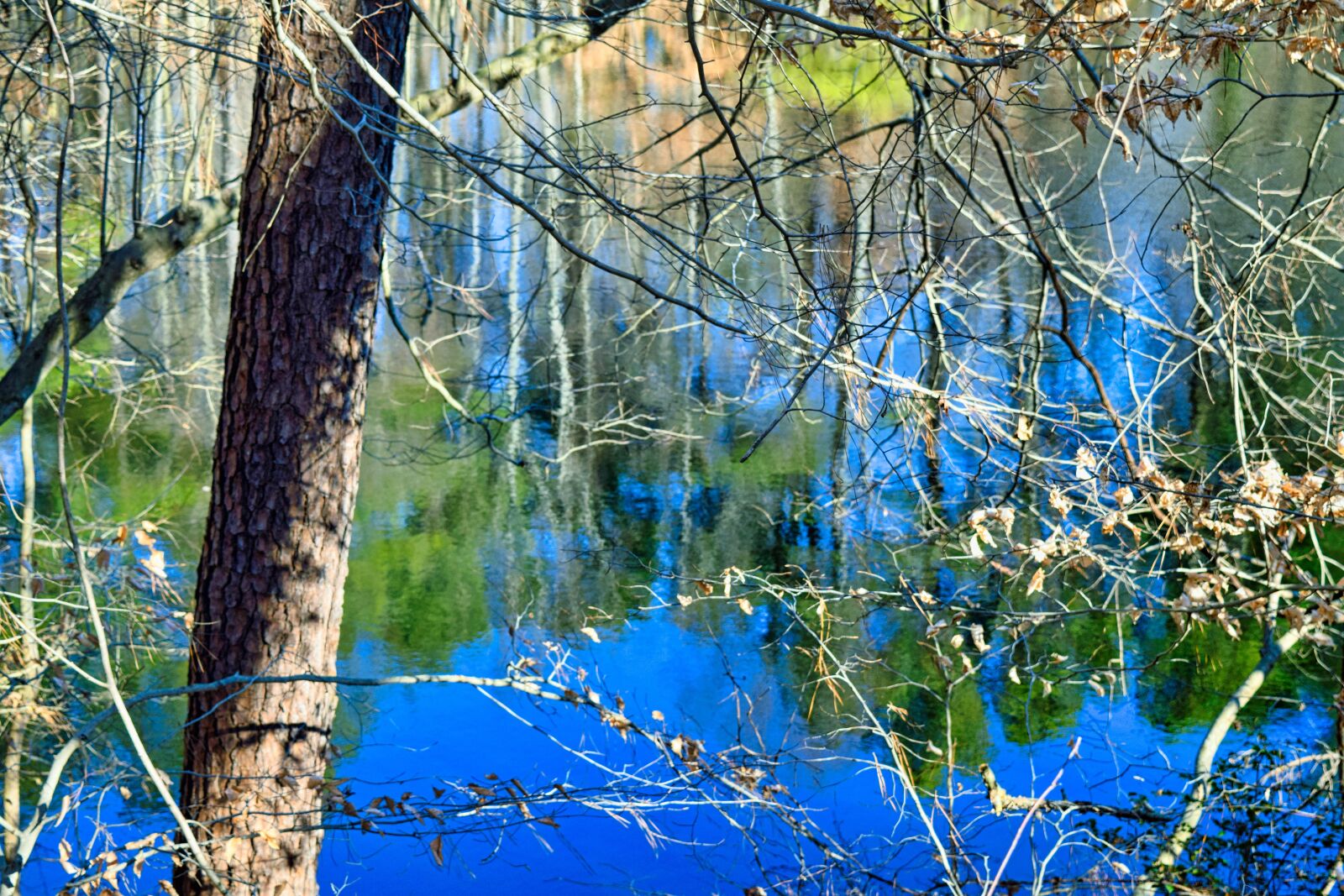 Nikon D3300 sample photo. Reflection, pond, water photography
