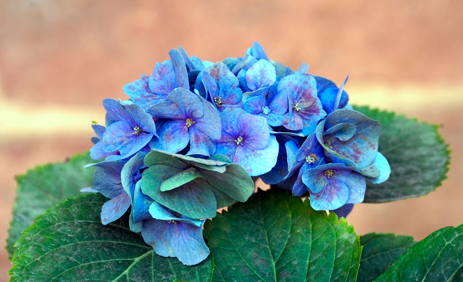 Sony E PZ 18-105mm F4 G OSS sample photo. Hydrangea, blue hydrangea, flowers photography