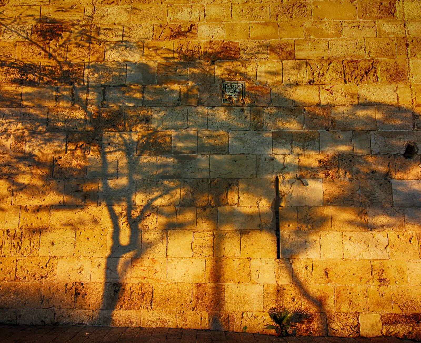 Canon EOS 550D (EOS Rebel T2i / EOS Kiss X4) sample photo. Shadows, tree, wall photography