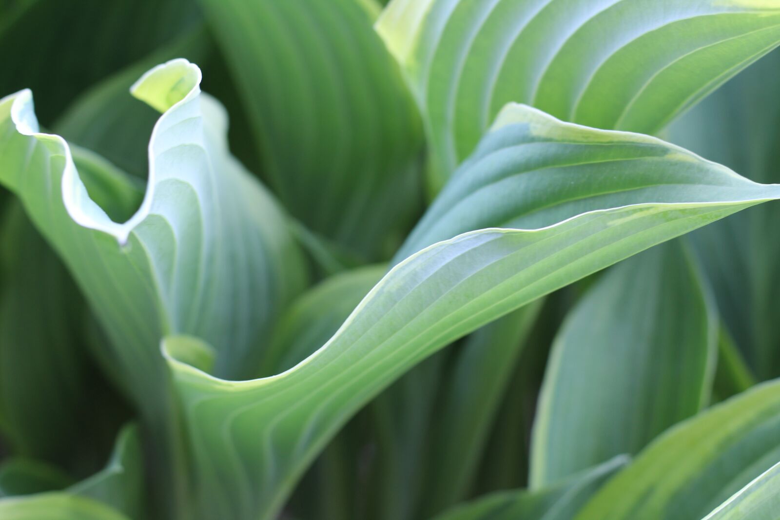 Canon EOS 1300D (EOS Rebel T6 / EOS Kiss X80) + Canon EF 50mm F1.8 STM sample photo. Hosta, hosta leaf, hosta photography
