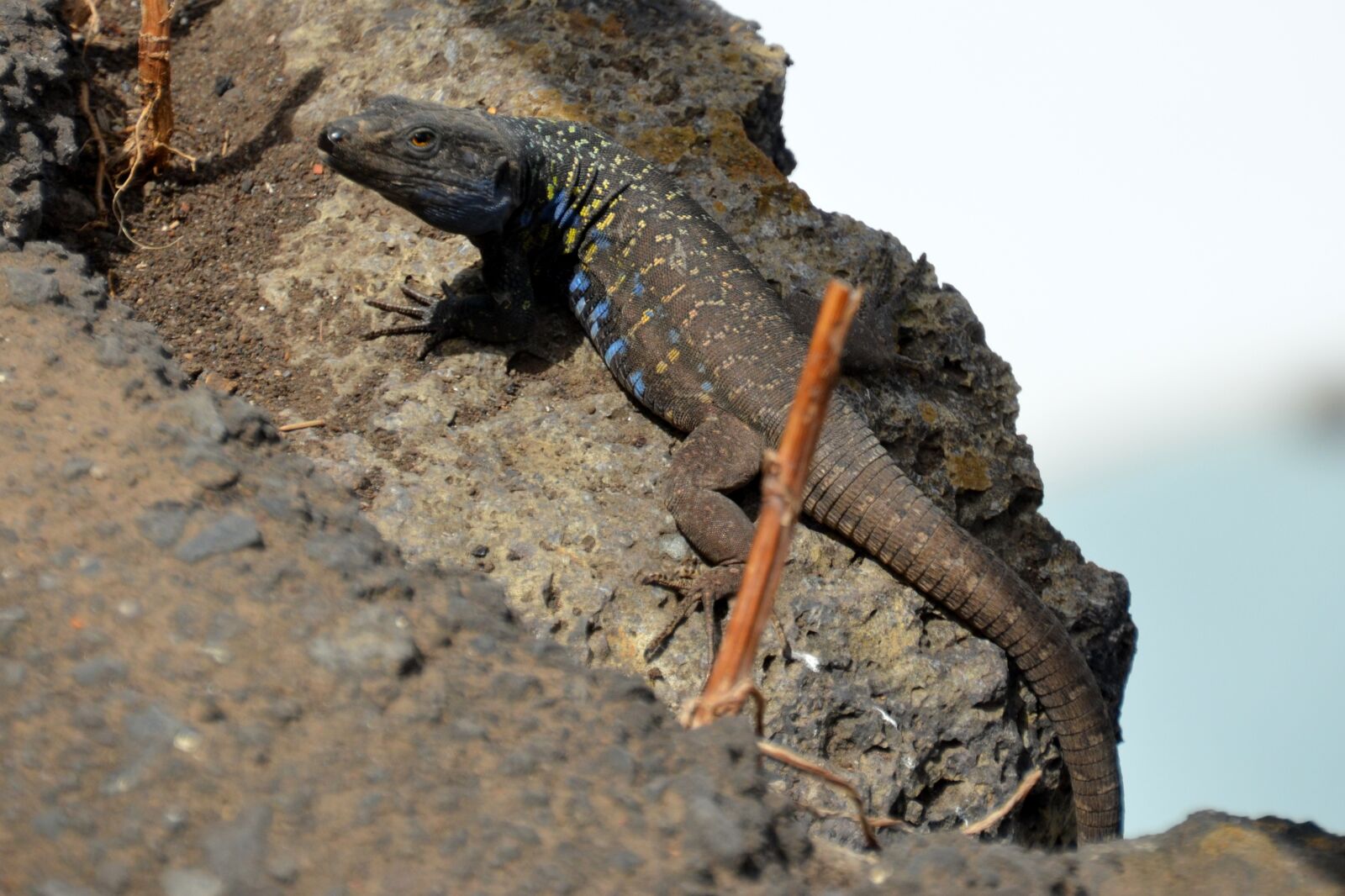 Nikon D5100 sample photo. Lizard, reptile, animal photography