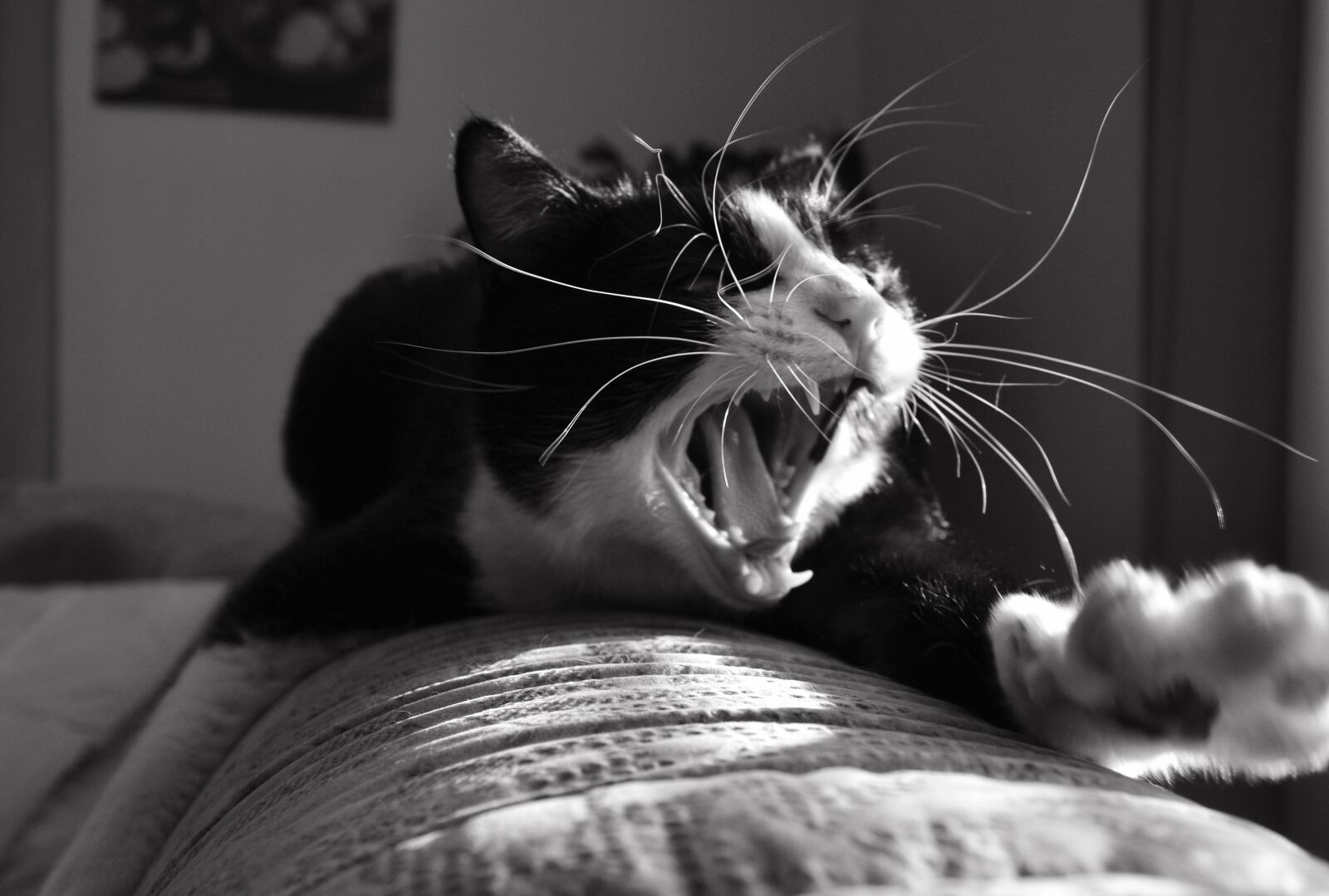 Nikon D3100 sample photo. Beast, tomcat, home photography