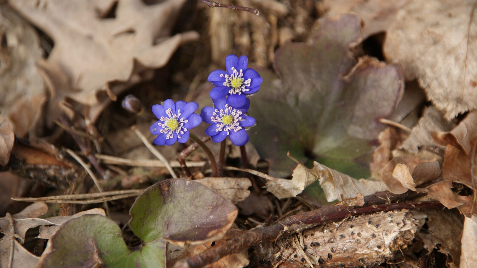 Sony Alpha DSLR-A300 sample photo. Spring, blue, violet photography
