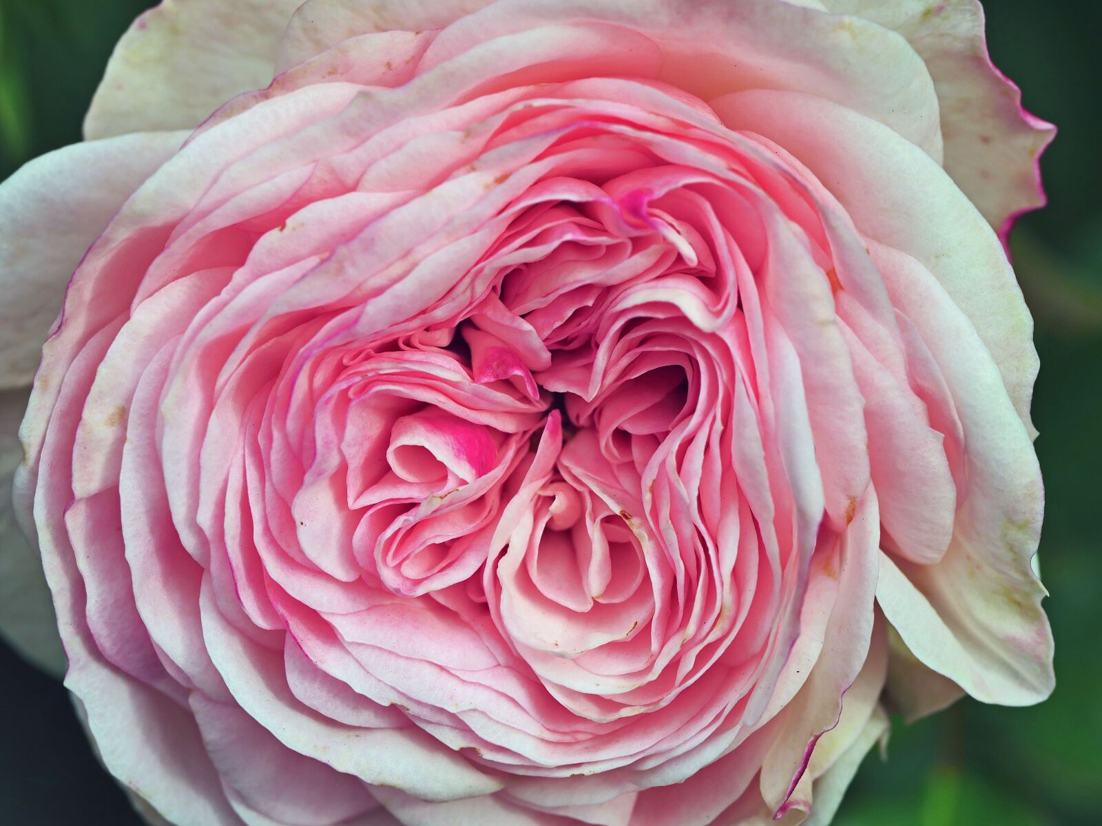 Panasonic Lumix DMC-GX8 sample photo. Pink rose, blossom, bloom photography