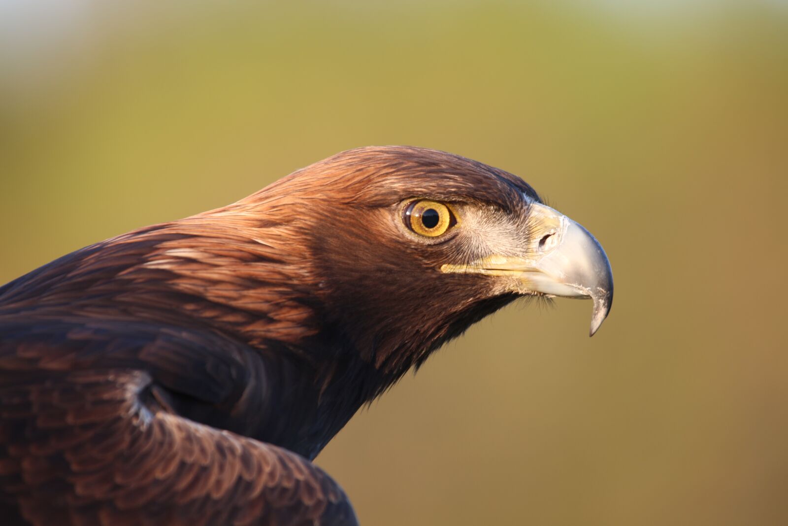 Canon EF 100-400mm F4.5-5.6L IS USM sample photo. Golden eagle, bird, raptor photography