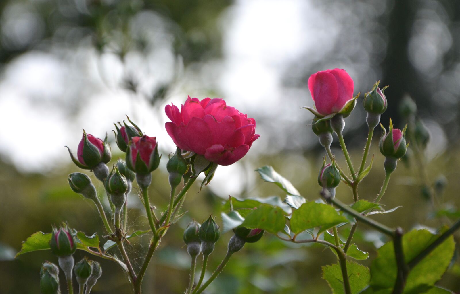 Nikon D5200 sample photo. Flower, roses, rose bud photography