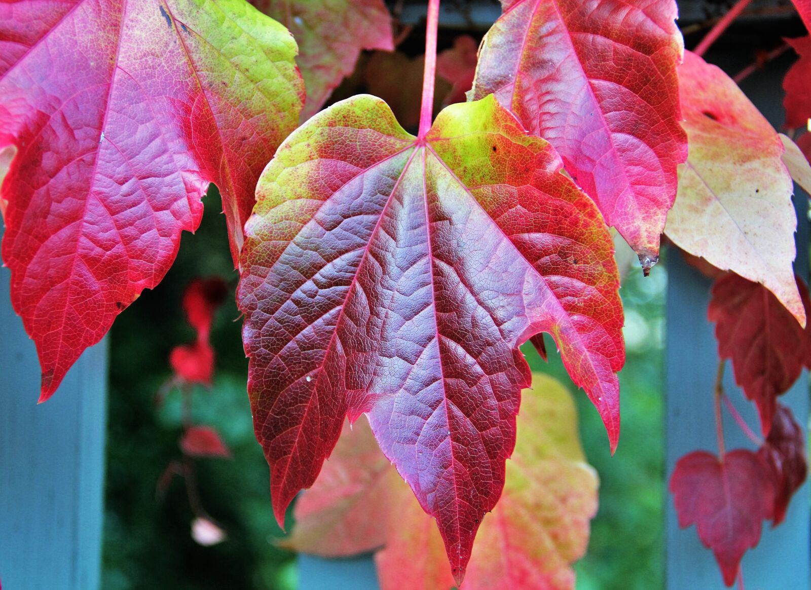 Canon EOS 550D (EOS Rebel T2i / EOS Kiss X4) sample photo. Fall leaves, autumn colours photography