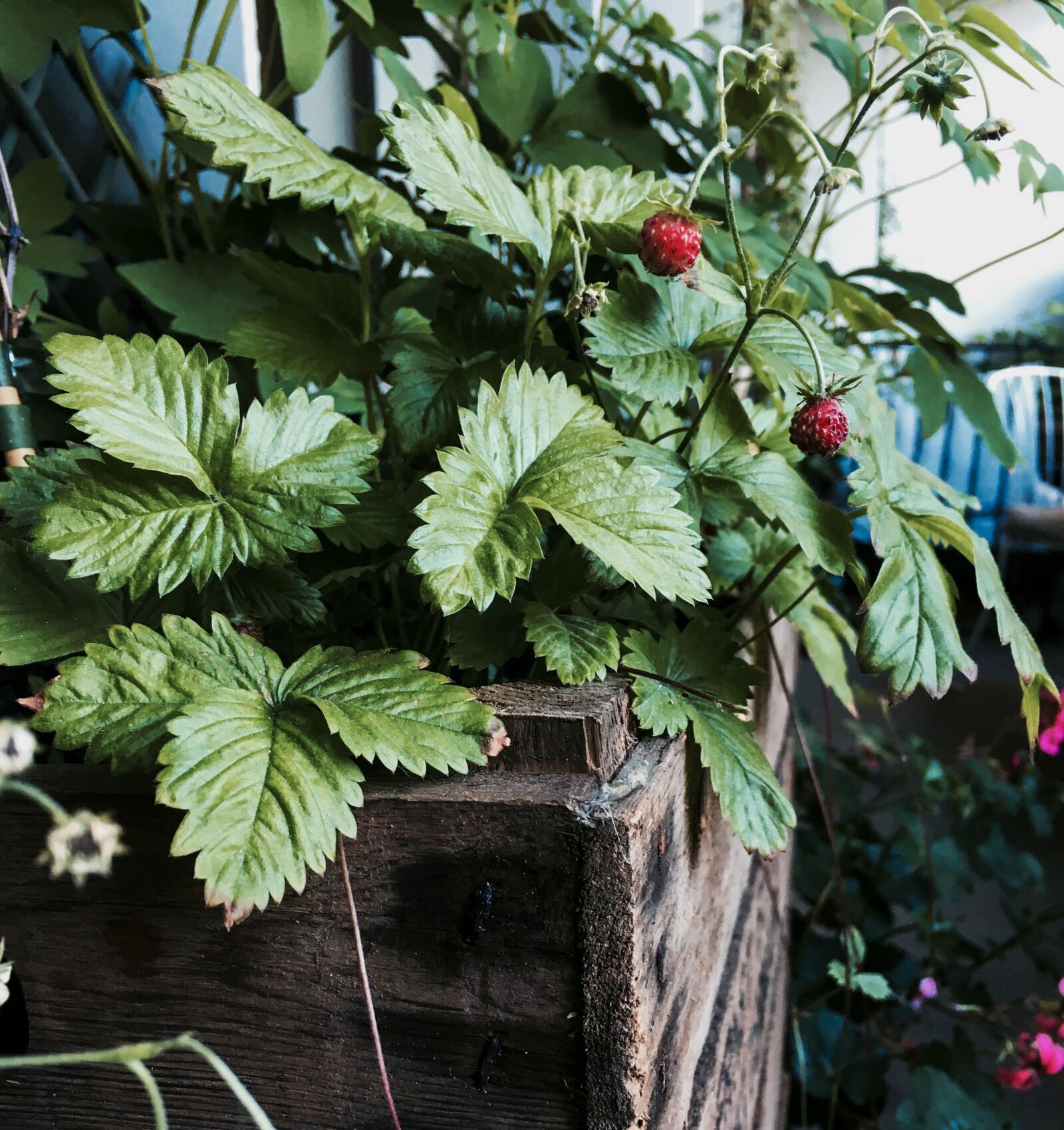 iPhone SE back camera 4.15mm f/2.2 sample photo. Wild strawberries, balcony, berries photography