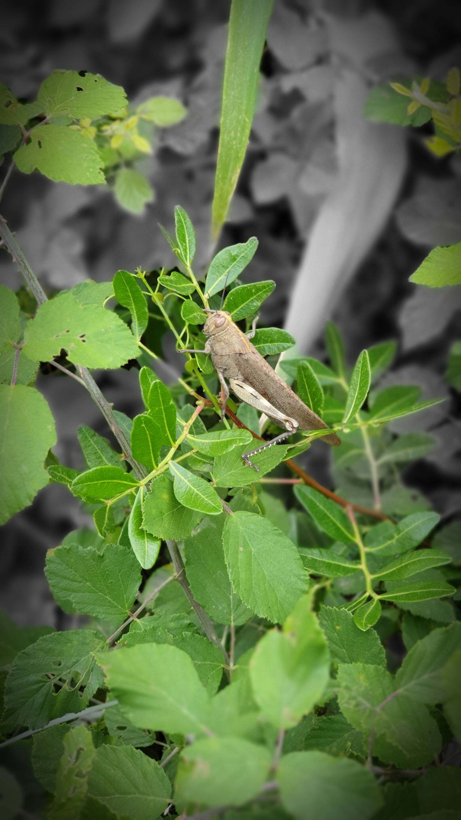 Samsung Galaxy S9+ sample photo. Grasshopper, animals, nature photography