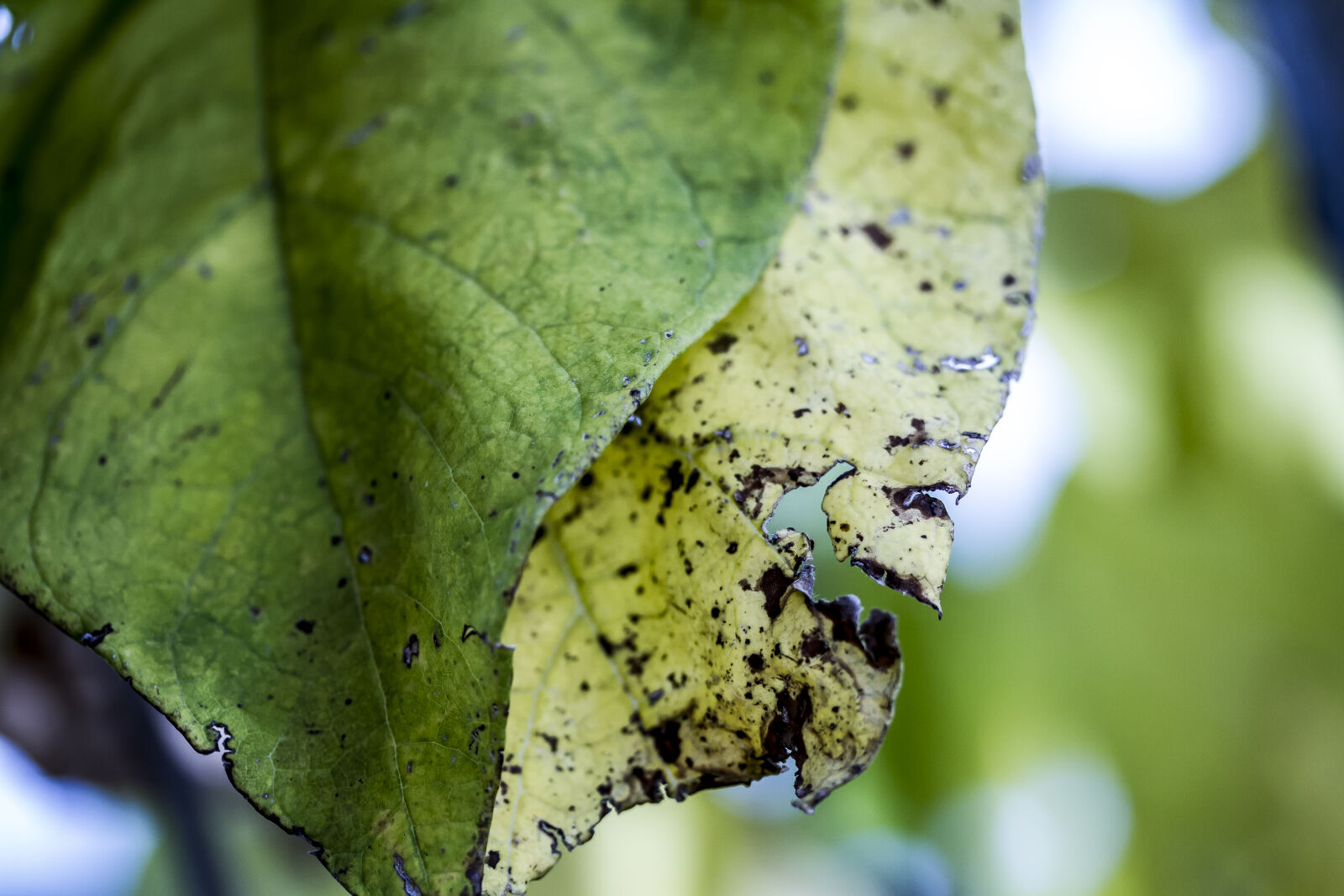Canon EOS 7D + Canon EF-S 60mm F2.8 Macro USM sample photo. Dried, leaf, green, leaf photography