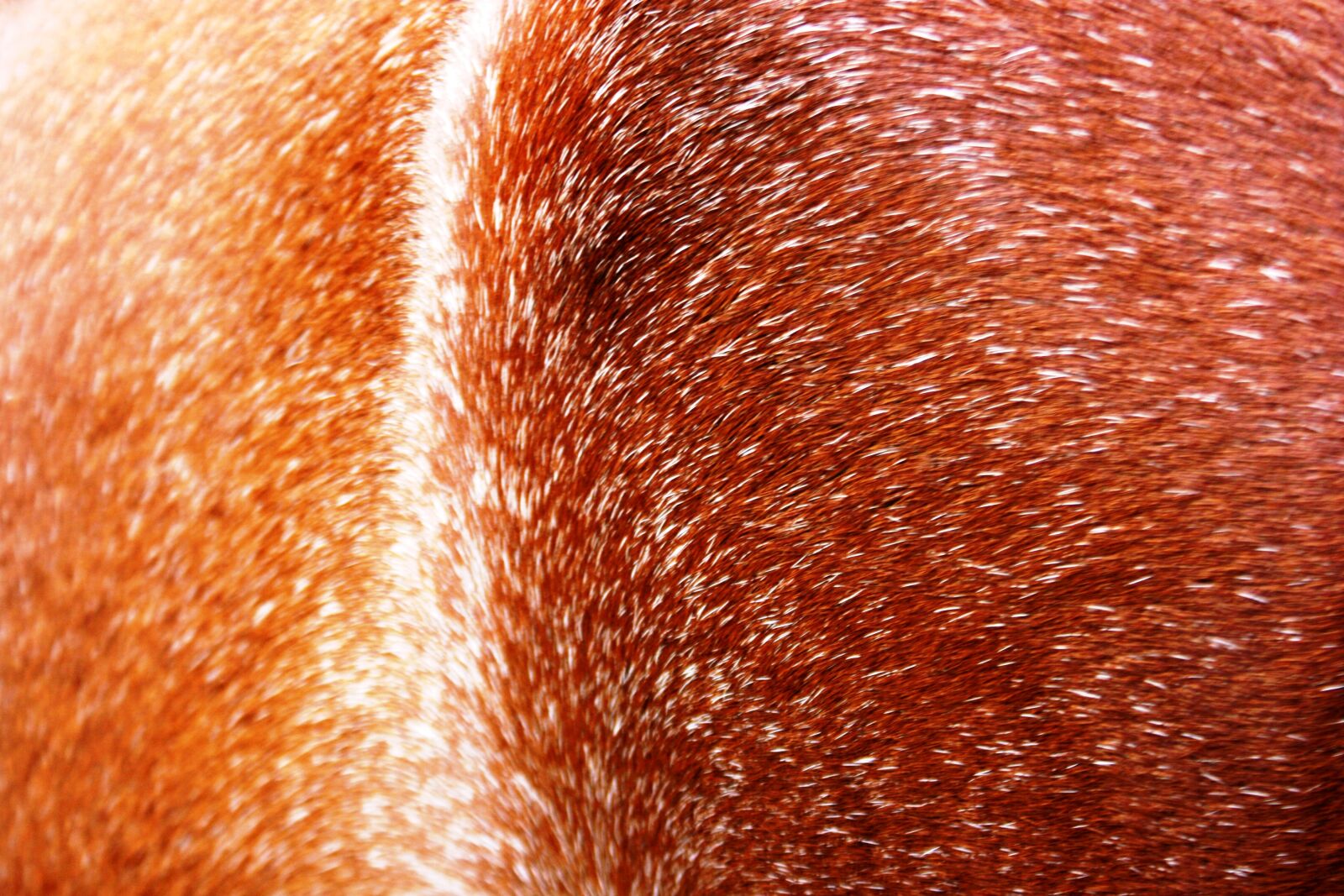 Canon EF-S 18-55mm F3.5-5.6 II sample photo. Abstract, animal, background, horse photography
