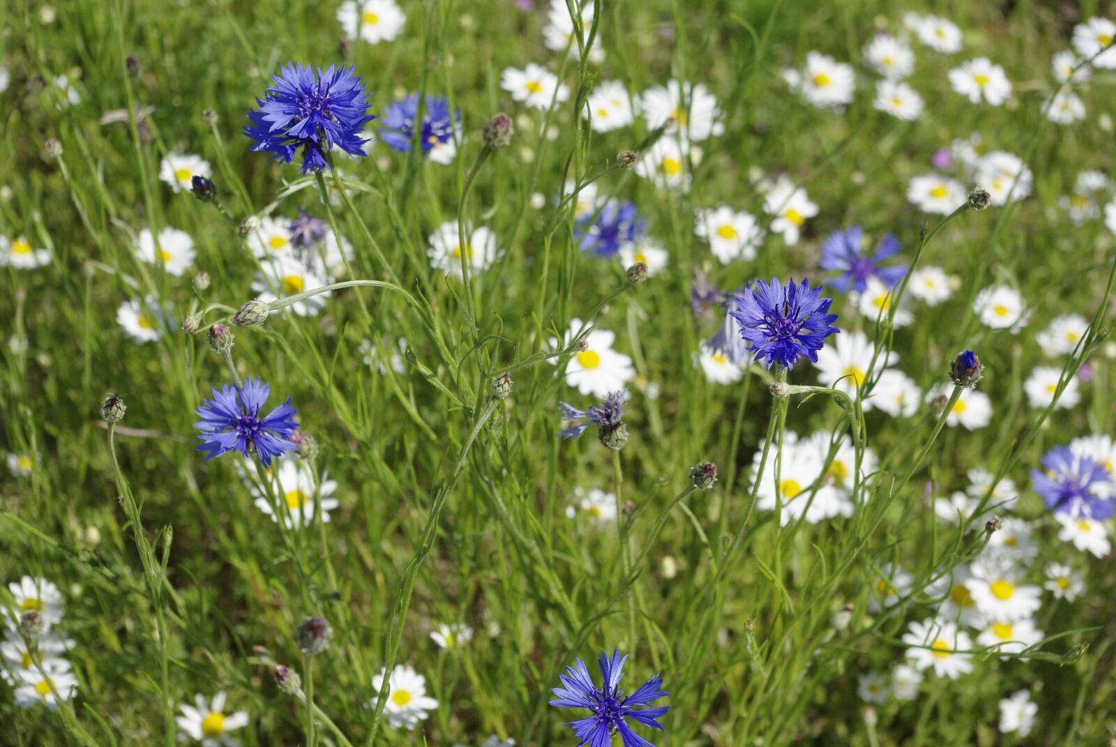 Pentax K200D sample photo. Meadow, flowerbed in a photography