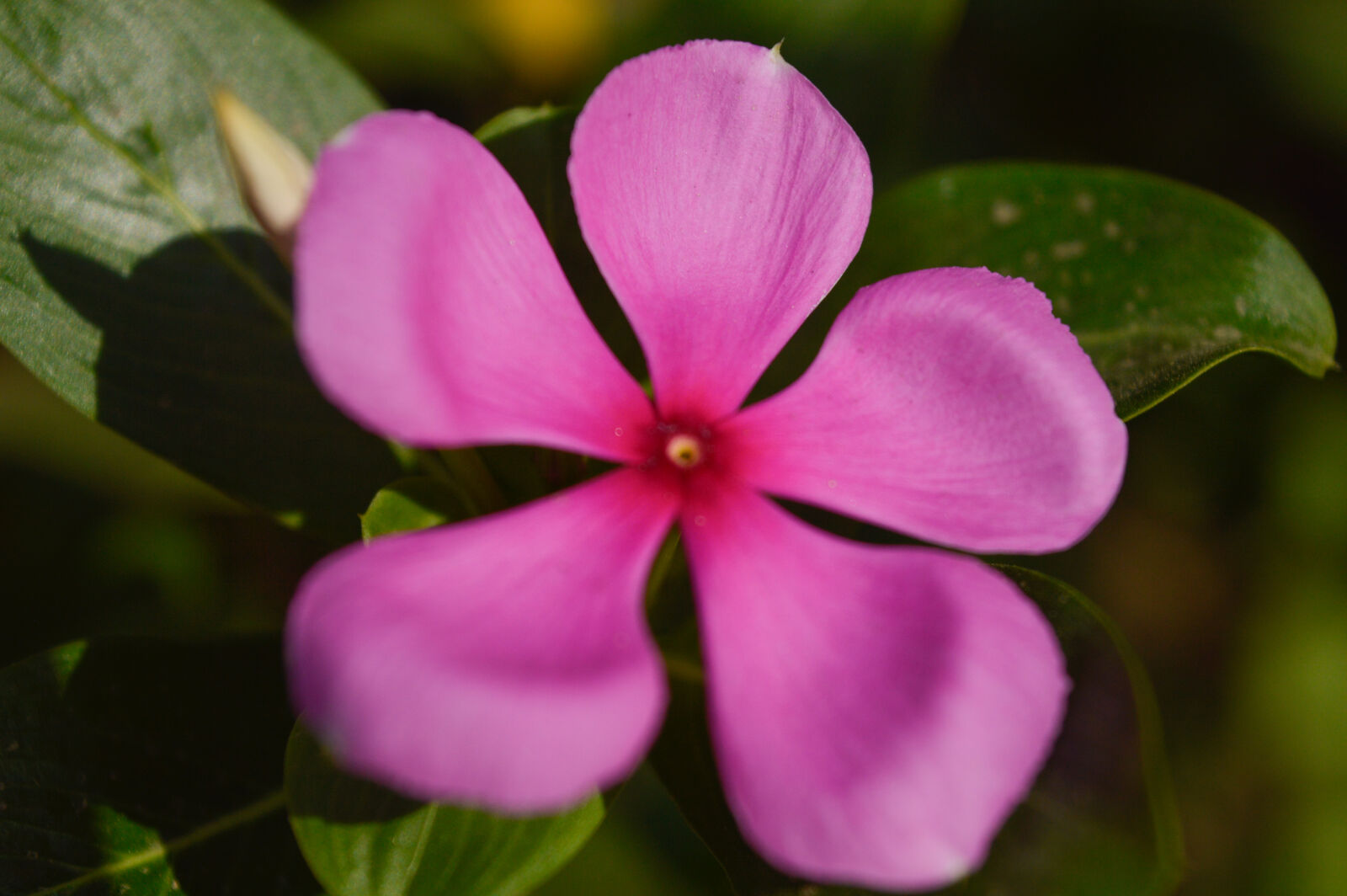 Nikon D3200 sample photo
