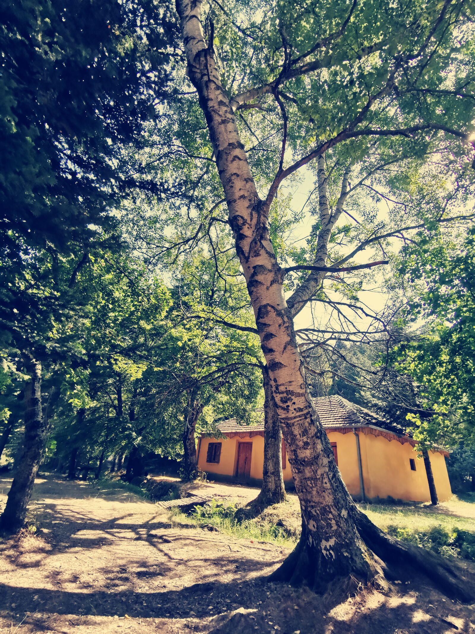 HUAWEI LYA-L29 sample photo. Forest, tree, wood photography