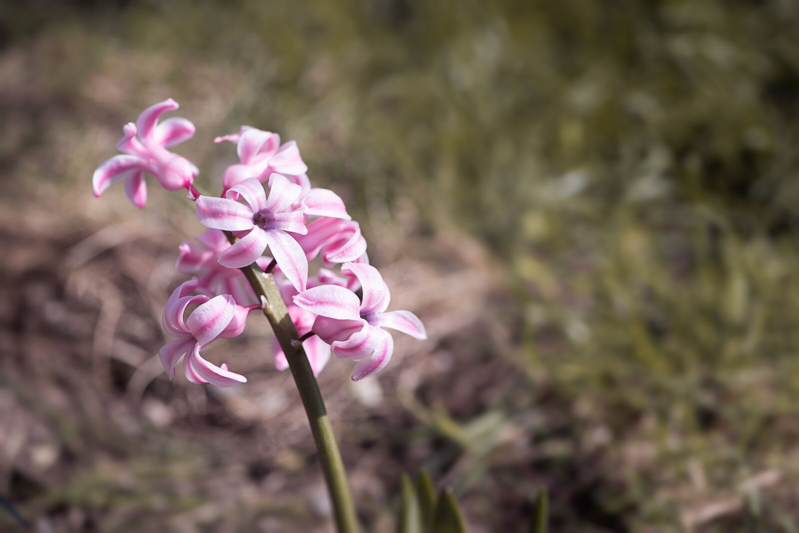Nikon D750 sample photo. Hyacinth, pink, pink hyacinth photography