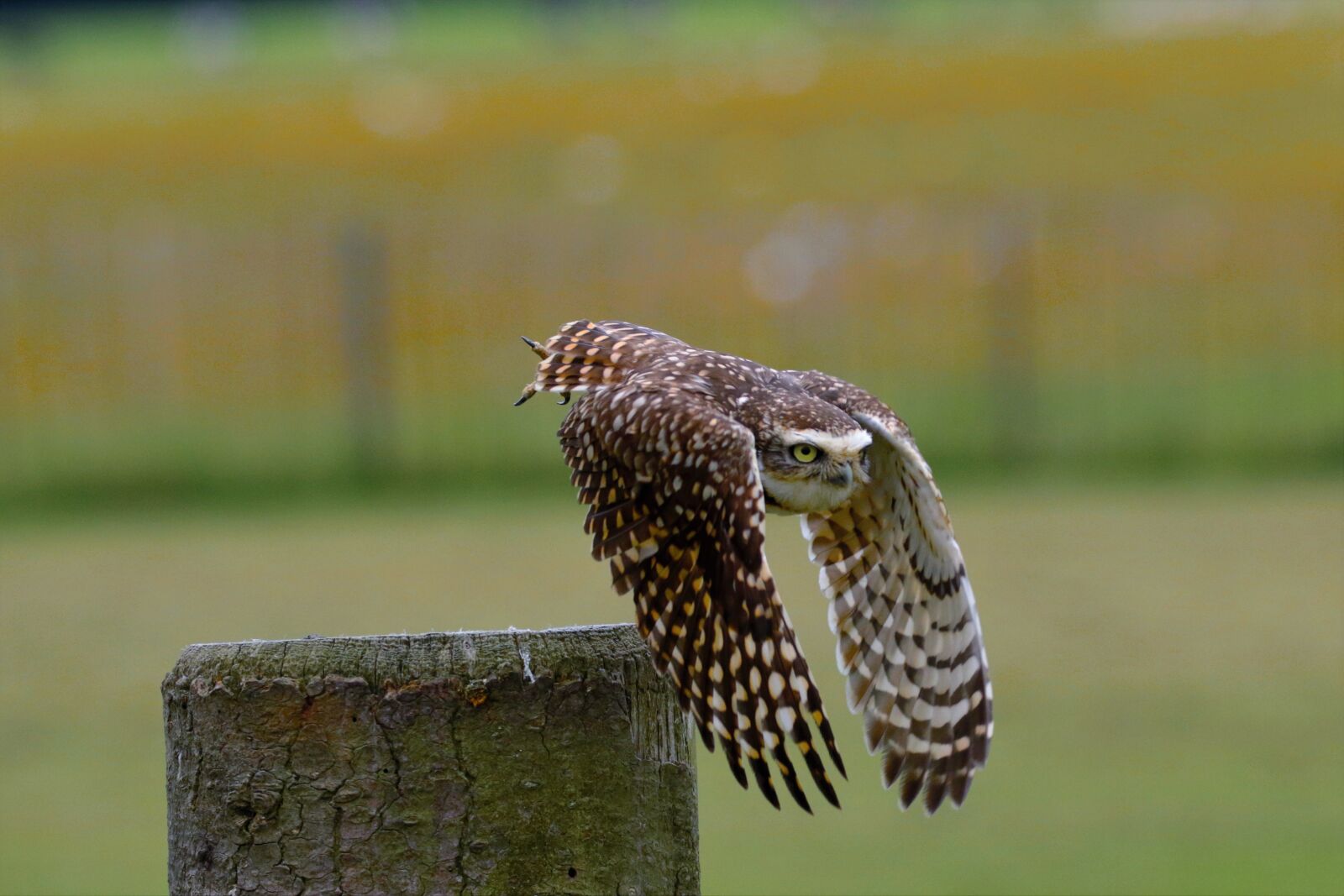 Canon EOS 7D Mark II sample photo. Burrowing owl, small owl photography