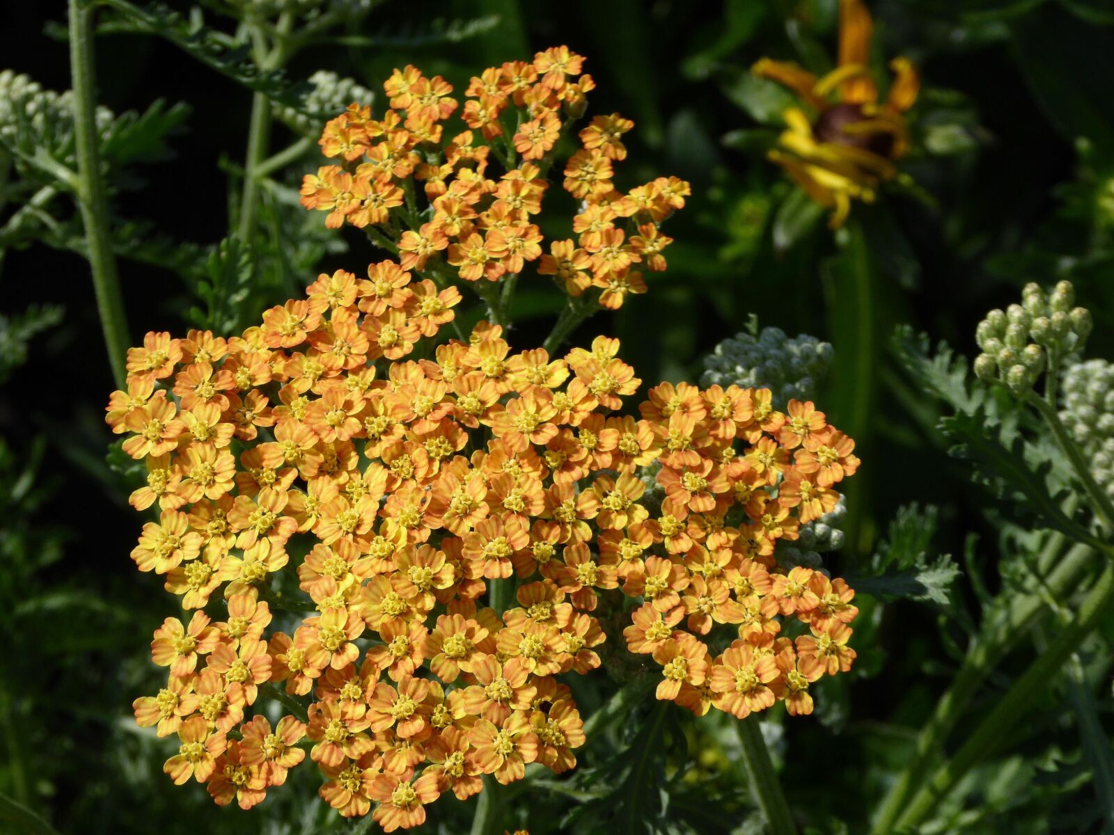 Panasonic DMC-TZ61 sample photo. Flowering shrub, yellow, orange photography