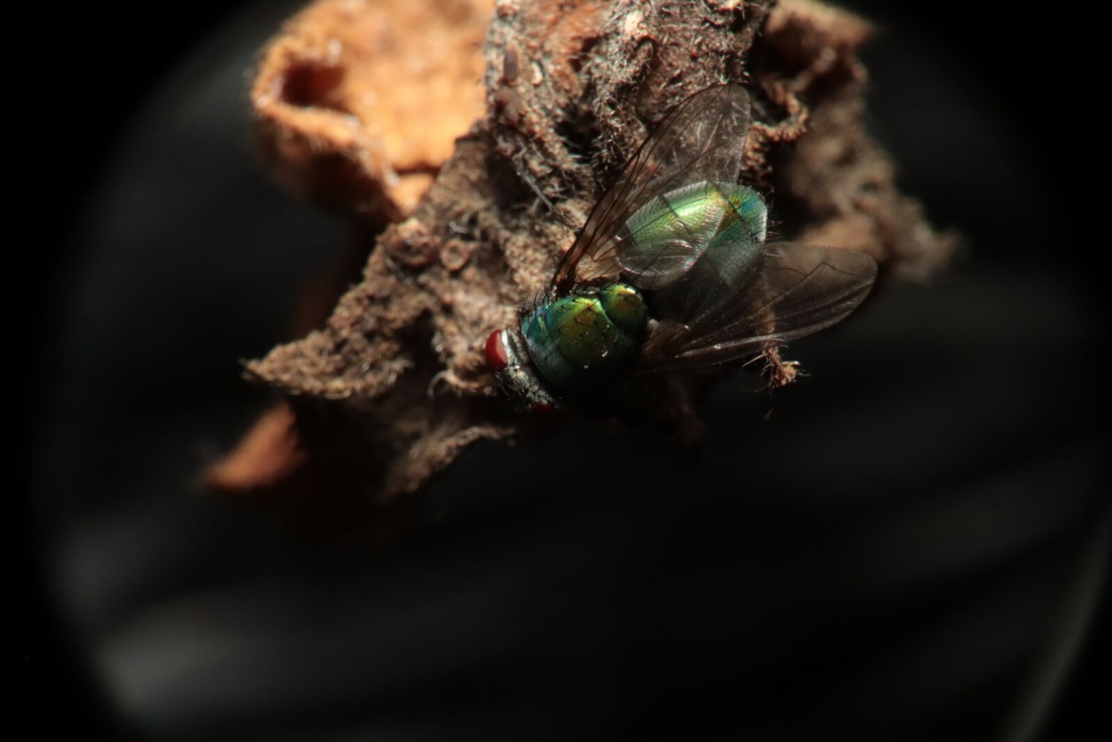 Canon EOS M50 (EOS Kiss M) sample photo. Insect, fly, lucilia photography