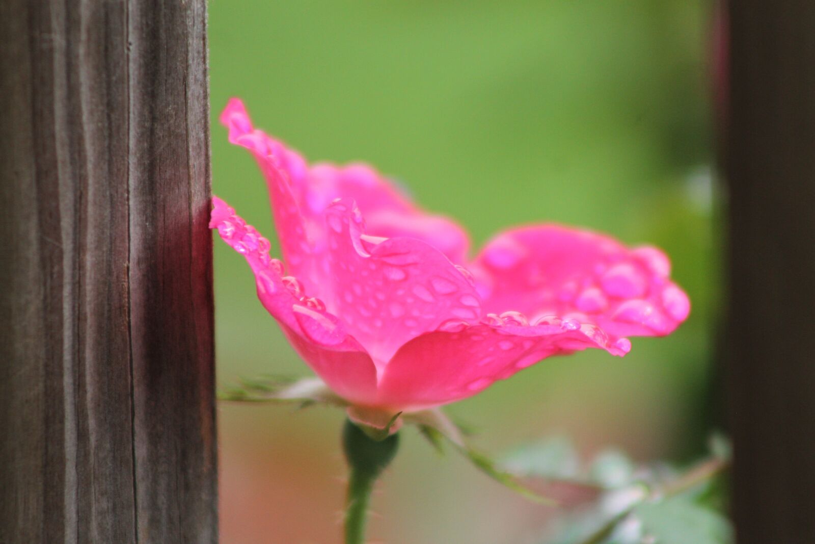 Canon EOS 1100D (EOS Rebel T3 / EOS Kiss X50) sample photo. Rose, petal, flower photography