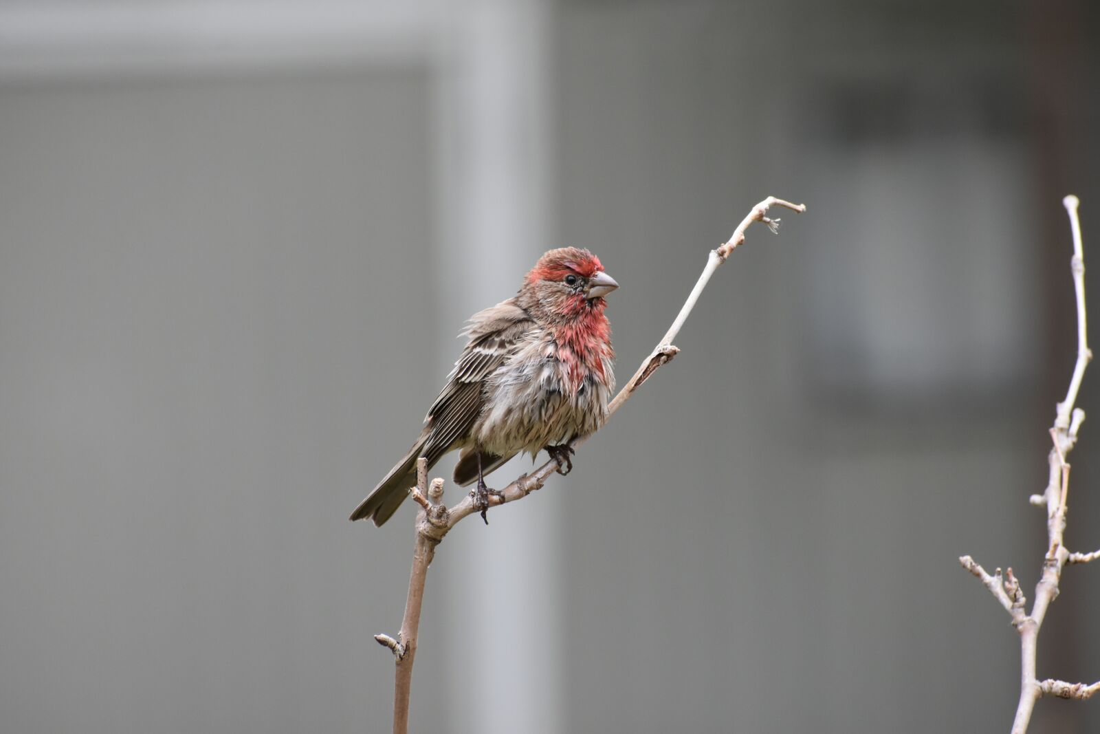 Nikon D7200 sample photo. Nature, bird, house finch photography