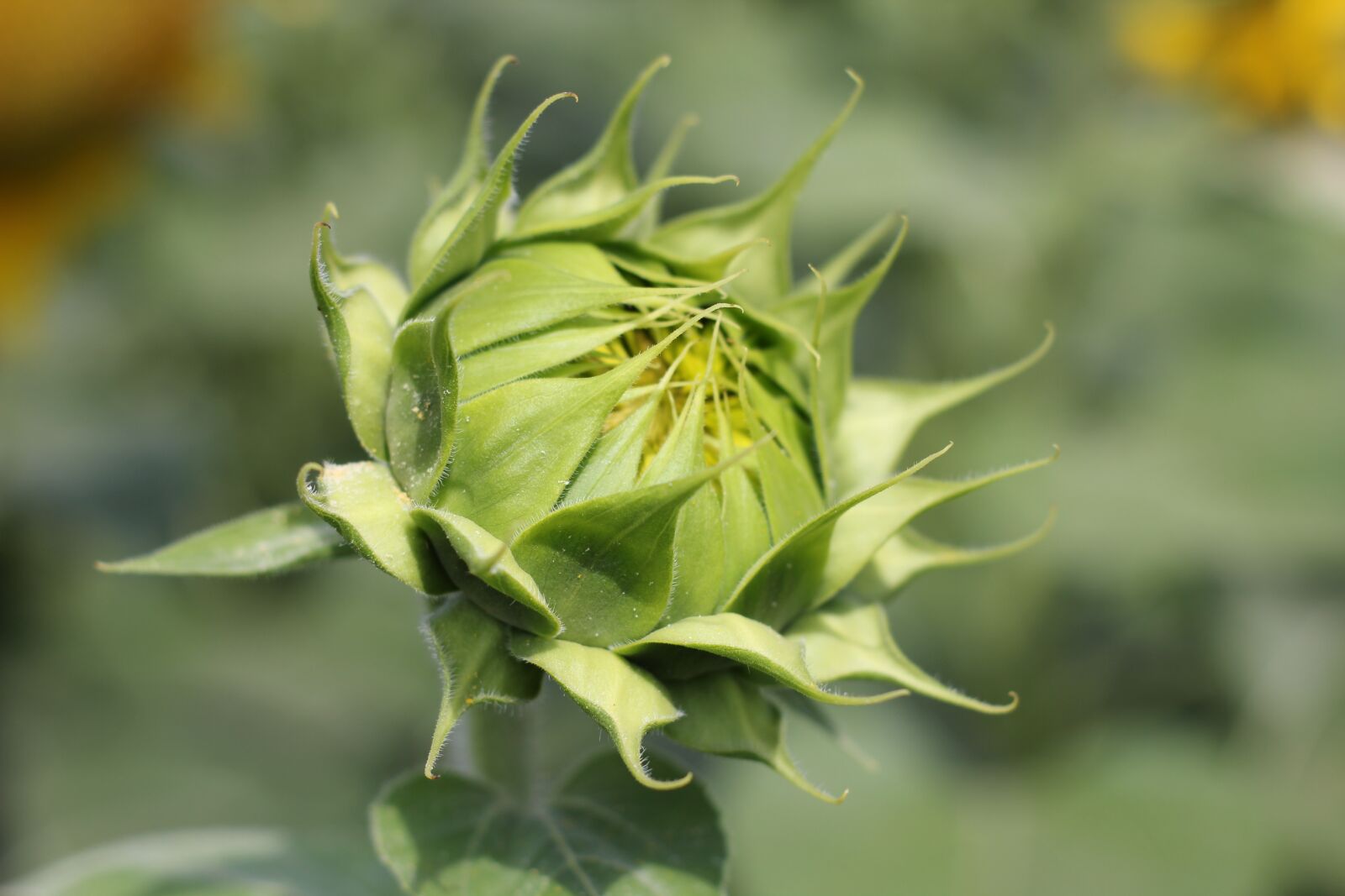 Canon EOS 550D (EOS Rebel T2i / EOS Kiss X4) sample photo. Sunflower, flower, bloom photography