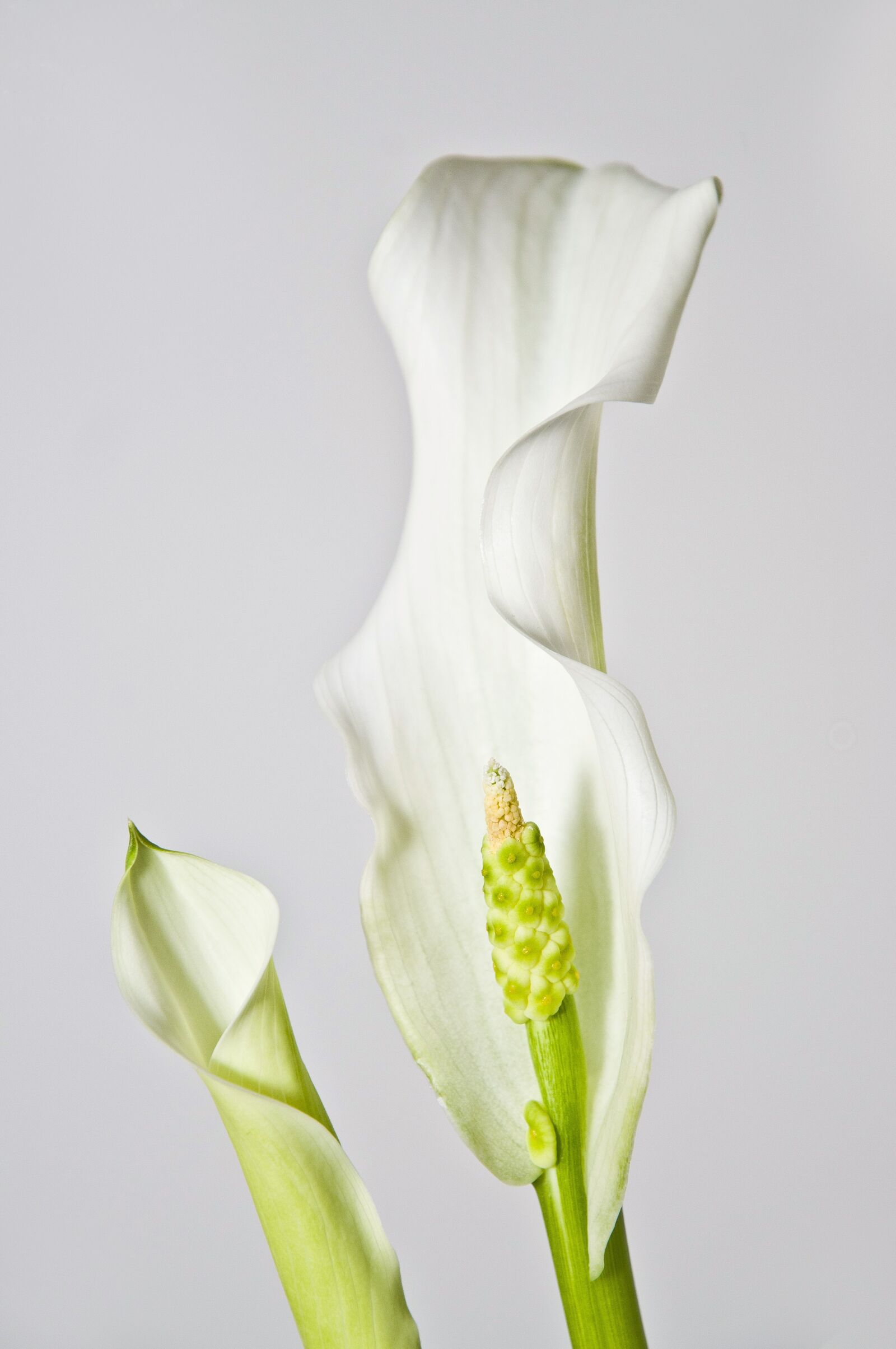 Nikon D300 sample photo. Calla, flower, lily photography