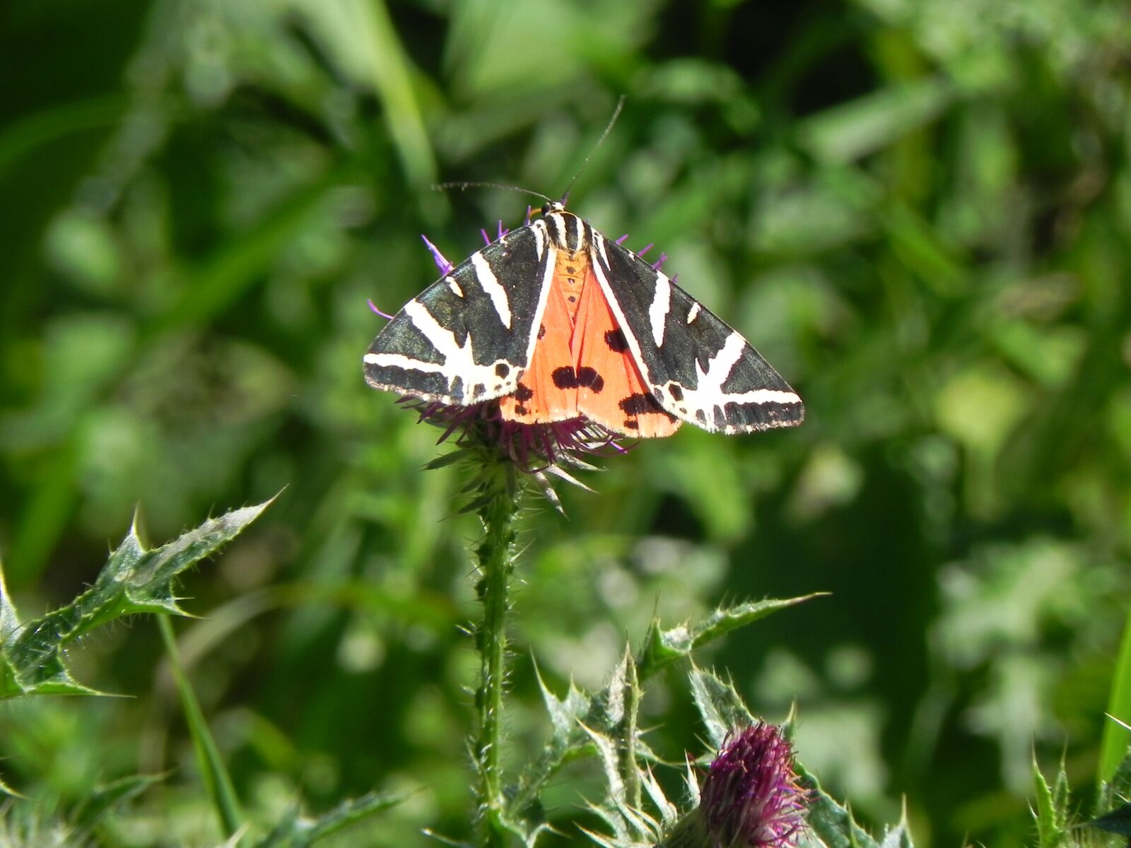 Nikon Coolpix P100 sample photo. Butterfly, blossom, bloom photography
