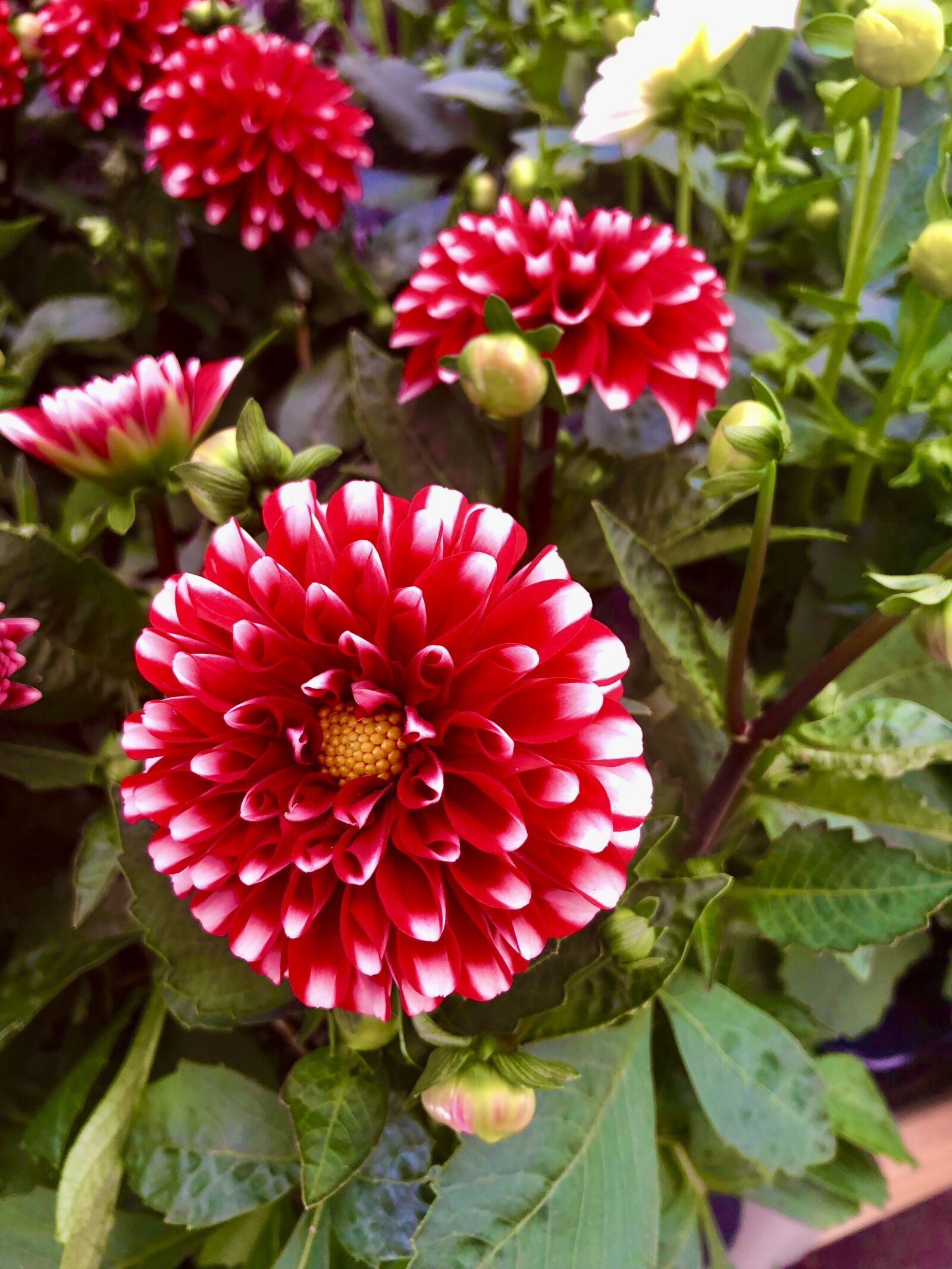 iPhone 8 back camera 3.99mm f/1.8 sample photo. Flowers, red, flower photography
