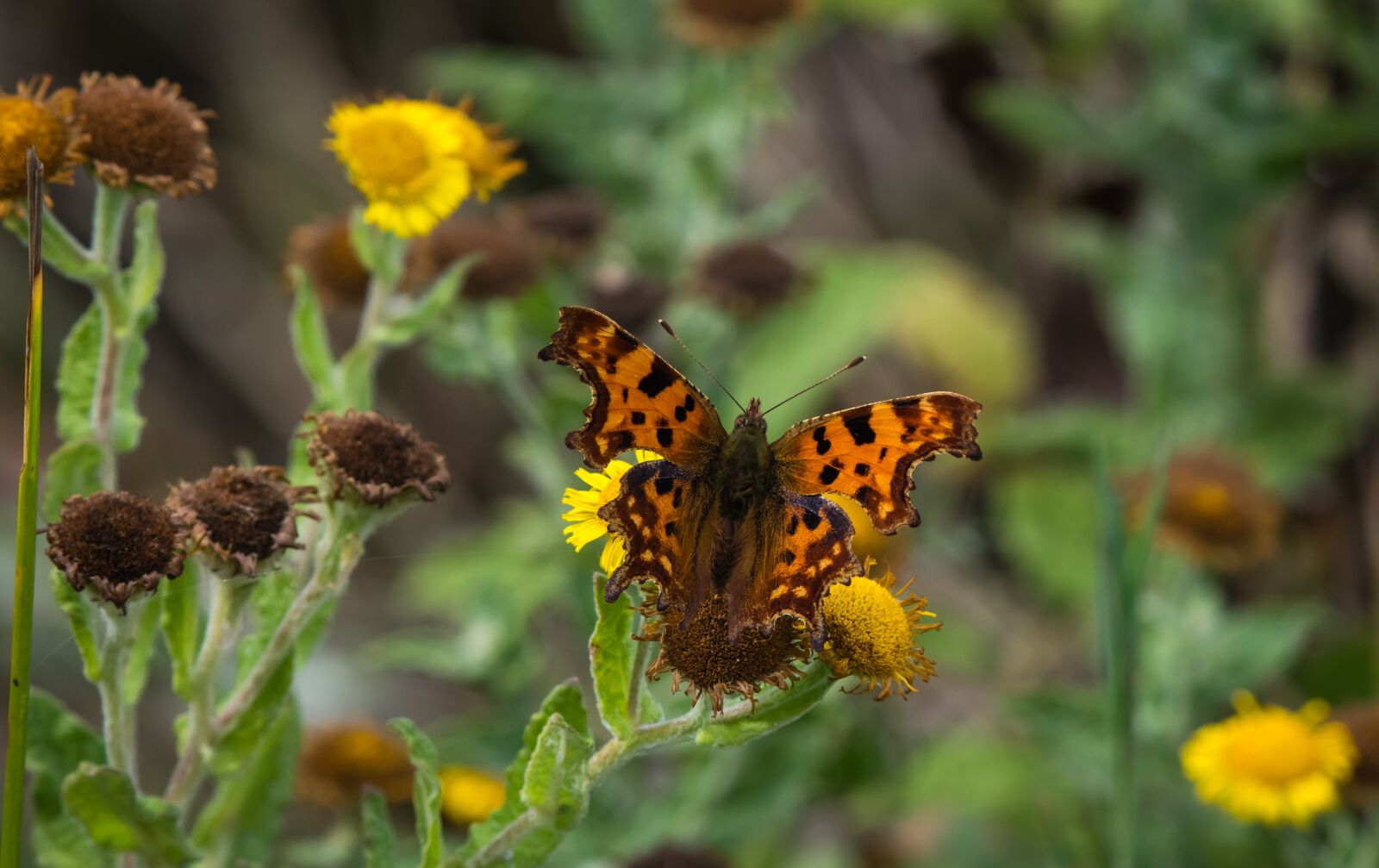Nikon D7200 sample photo. Butterfly, comma, nature photography