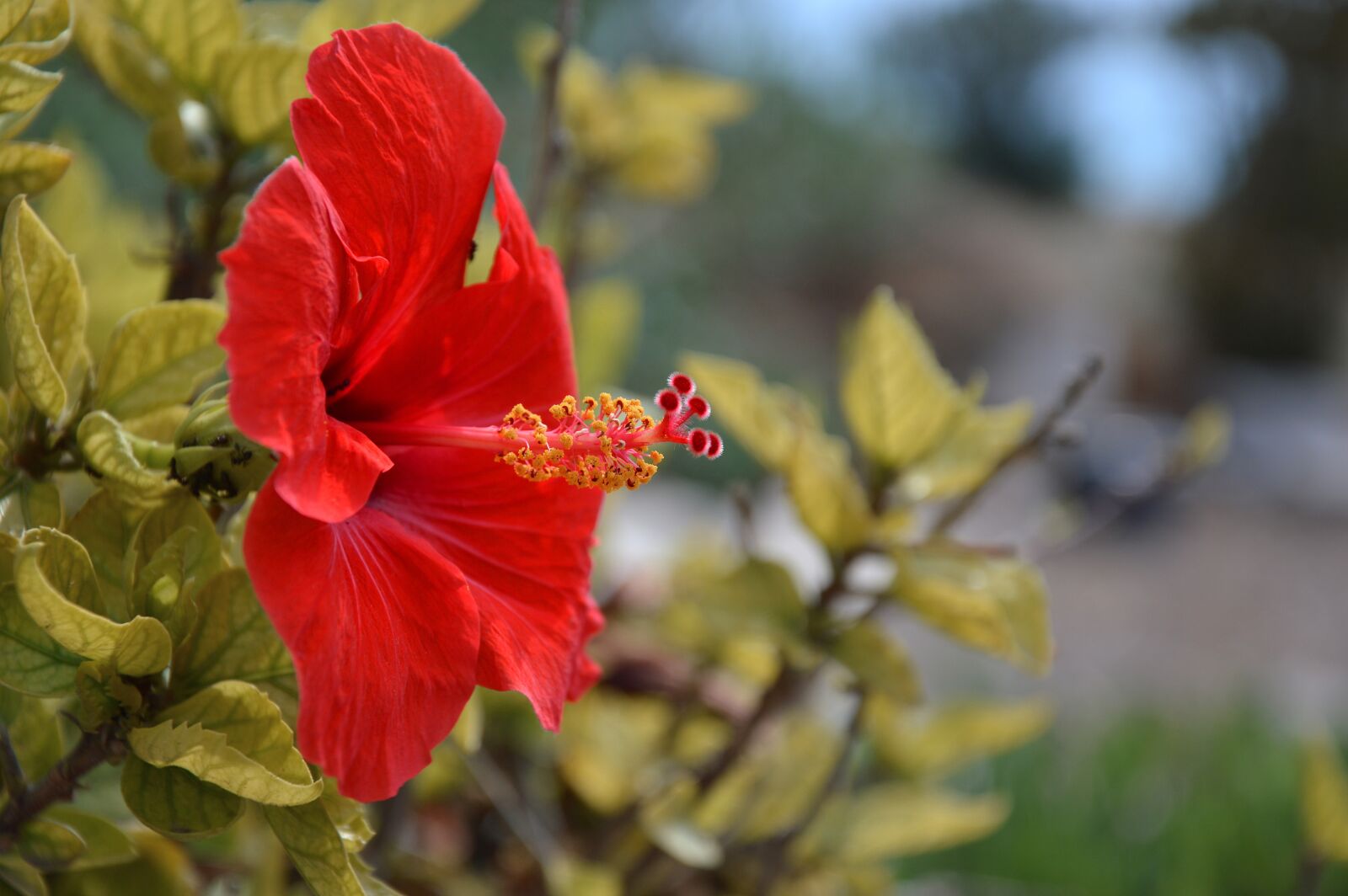 Nikon D3200 sample photo. Blossom, bloom, hibiscus photography