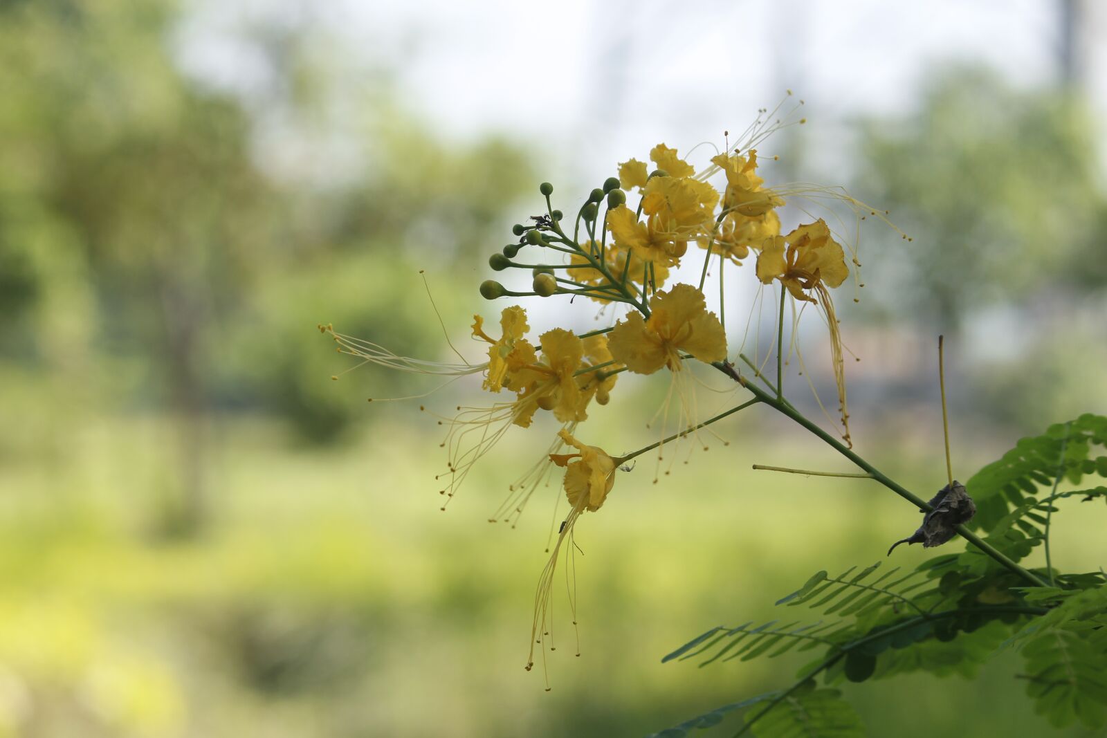 Canon EOS 700D (EOS Rebel T5i / EOS Kiss X7i) sample photo. Nature, flora, flower photography
