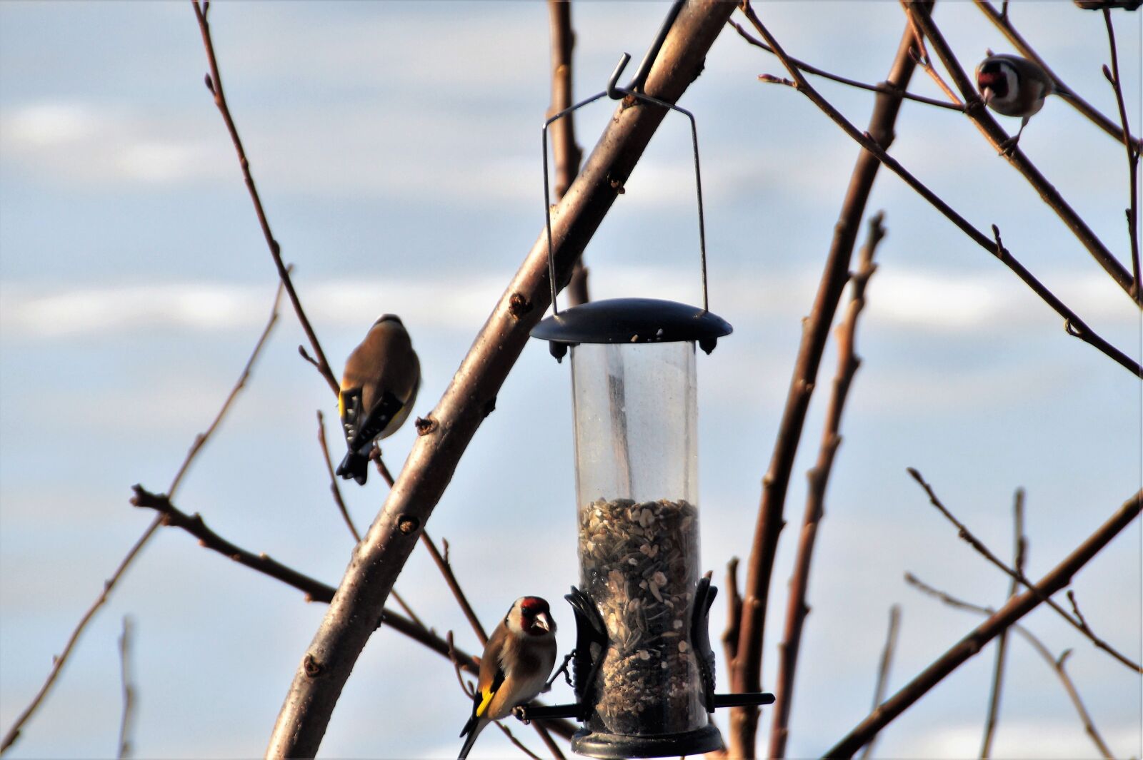 Sony SLT-A58 sample photo. Can, the feeder, feeding photography