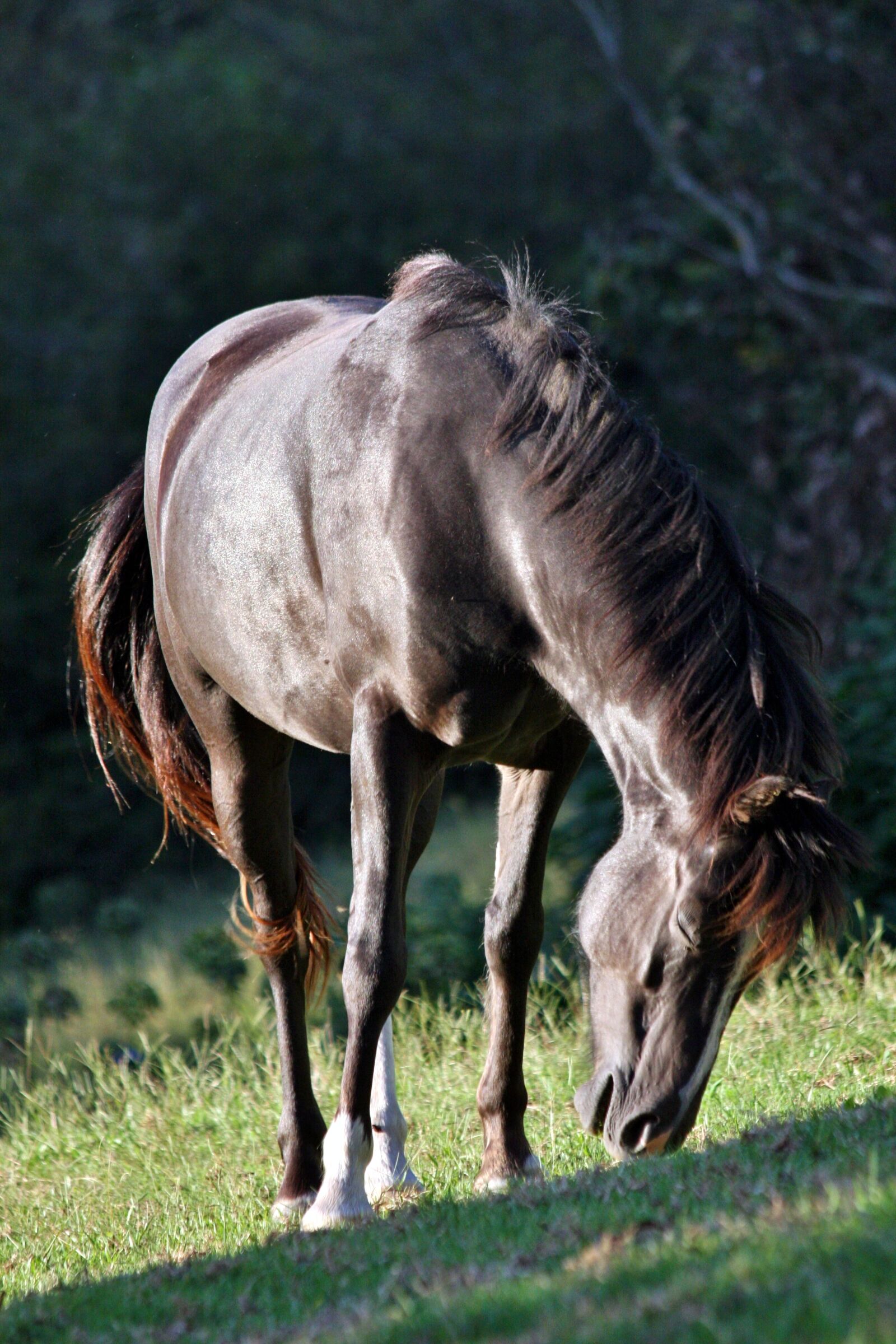 Canon EOS 40D sample photo. Brumby, dark brown, black photography
