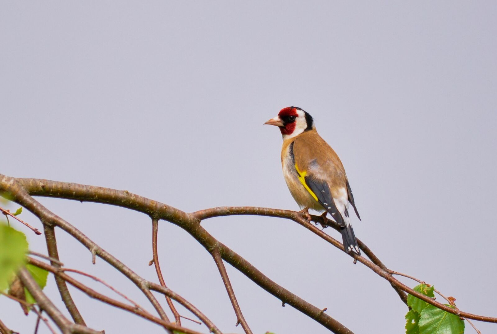 Nikon D90 sample photo. Stieglitz, carduelis carduelis, goldfinch photography