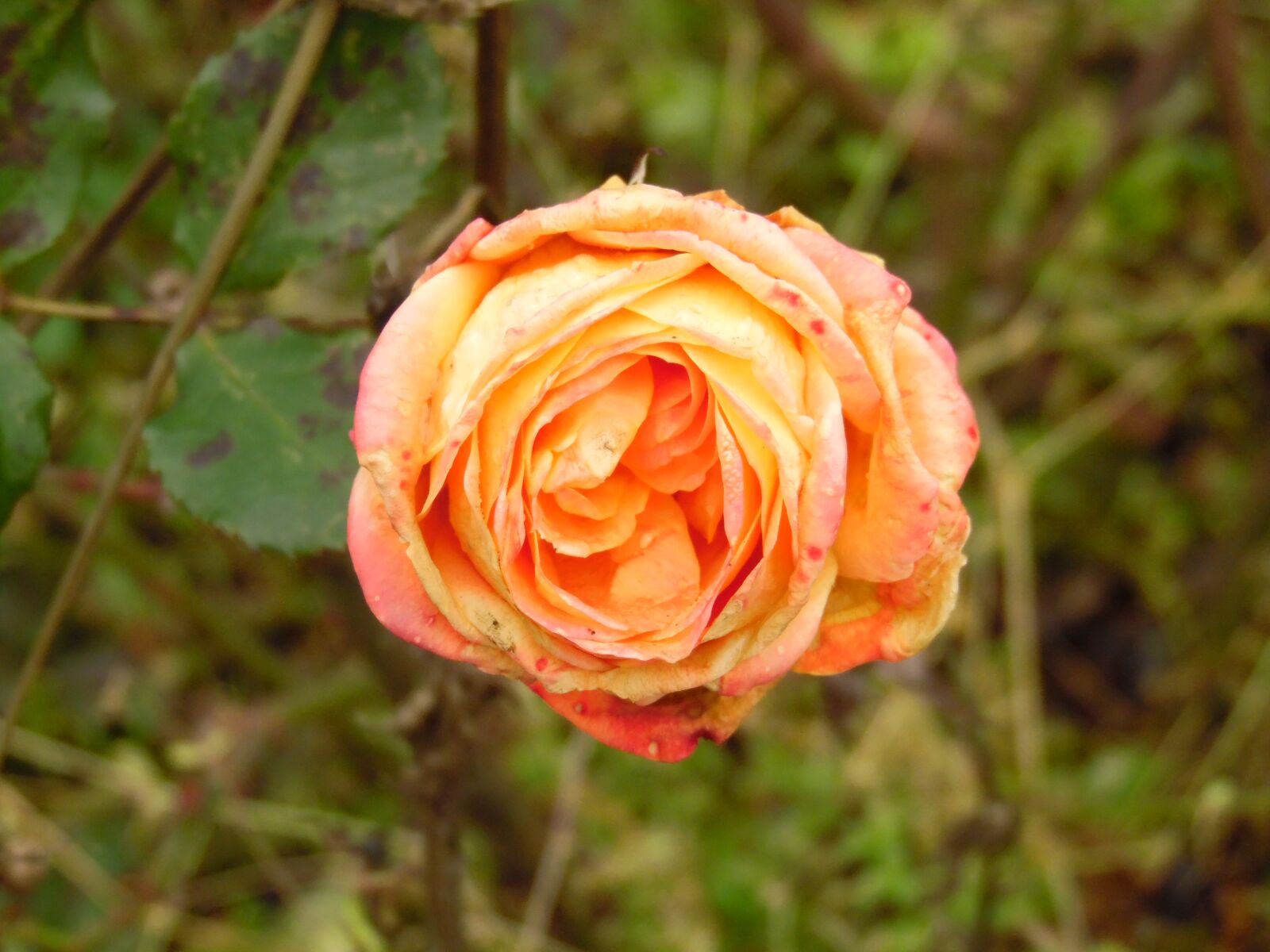 Samsung WB1100F/WB1101F/WB1102F sample photo. Rose bloom, rose, orange photography