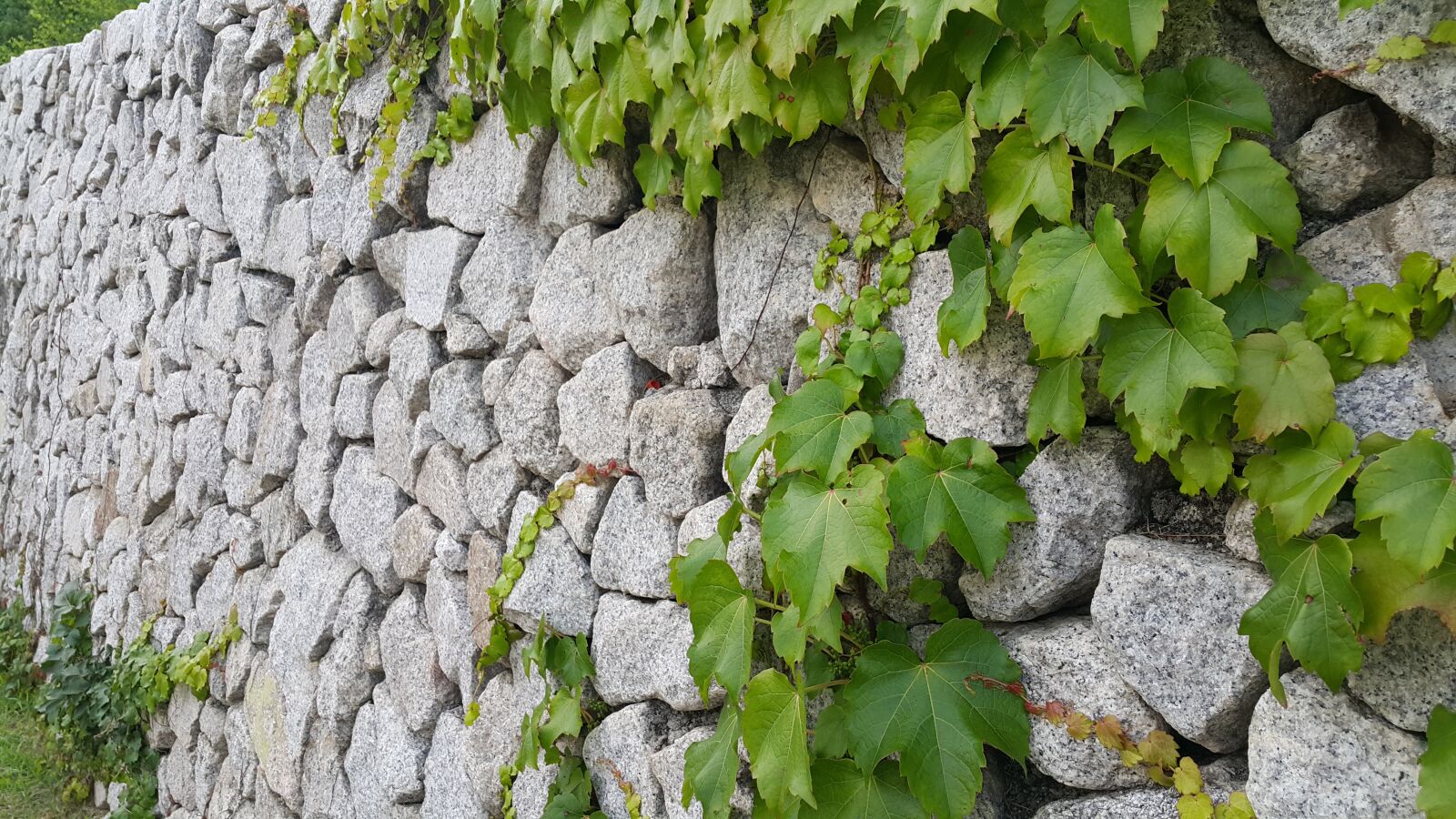 Samsung Galaxy Note4 sample photo. Stone will, the vine photography