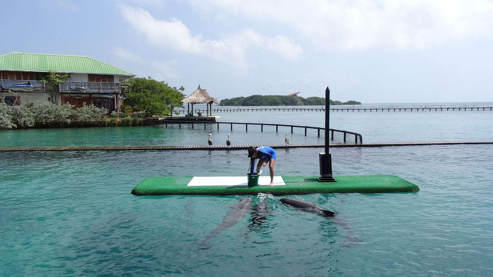 Sony Cyber-shot DSC-HX50V sample photo. Sea, dolphins, island photography